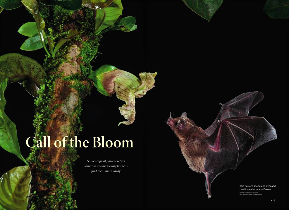 BATS.png