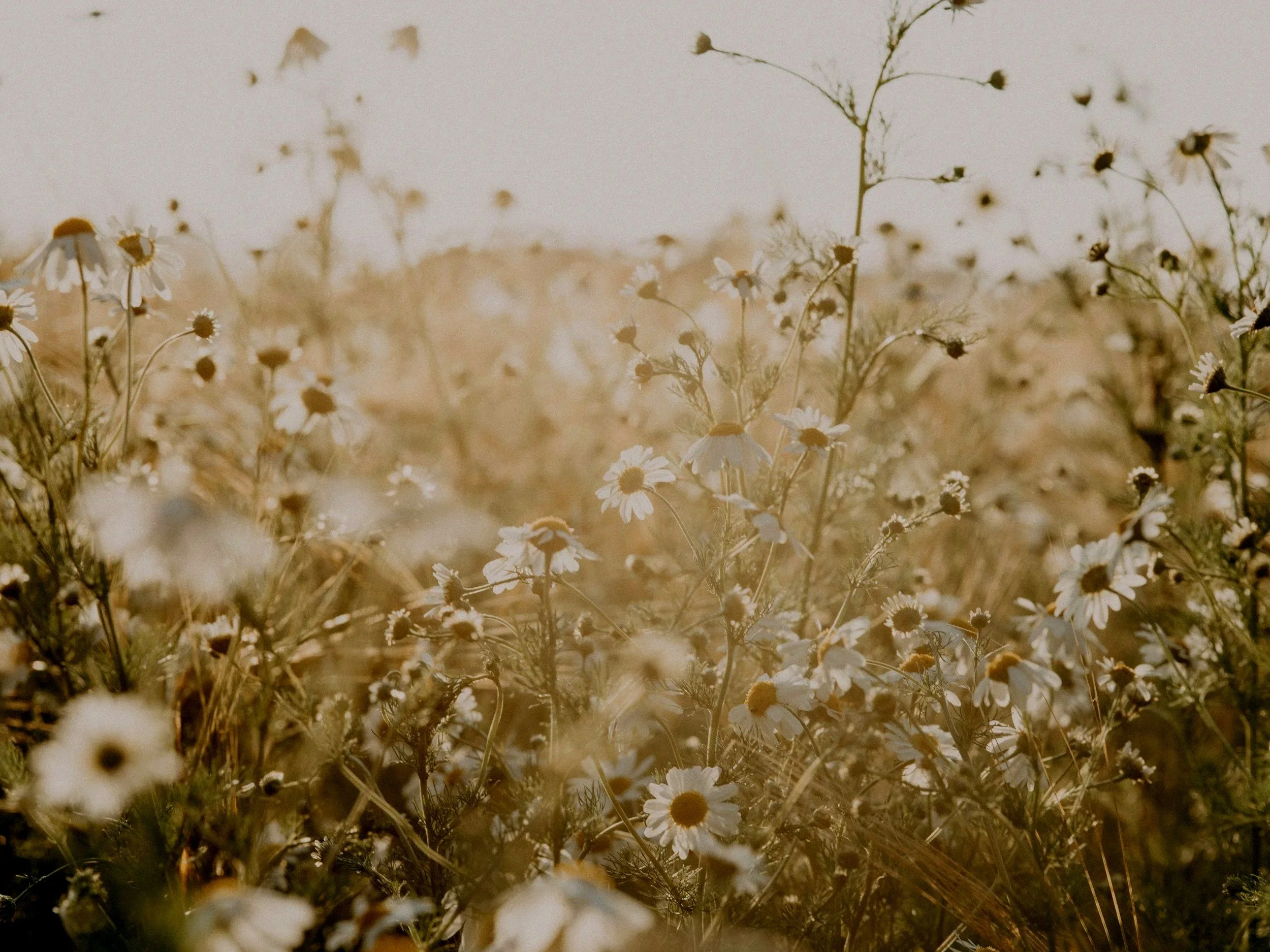 wild-daisies-in-a-field-bright-photo.jpg