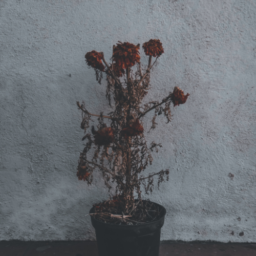 February: Expectations, Emotions, and the Middle Space