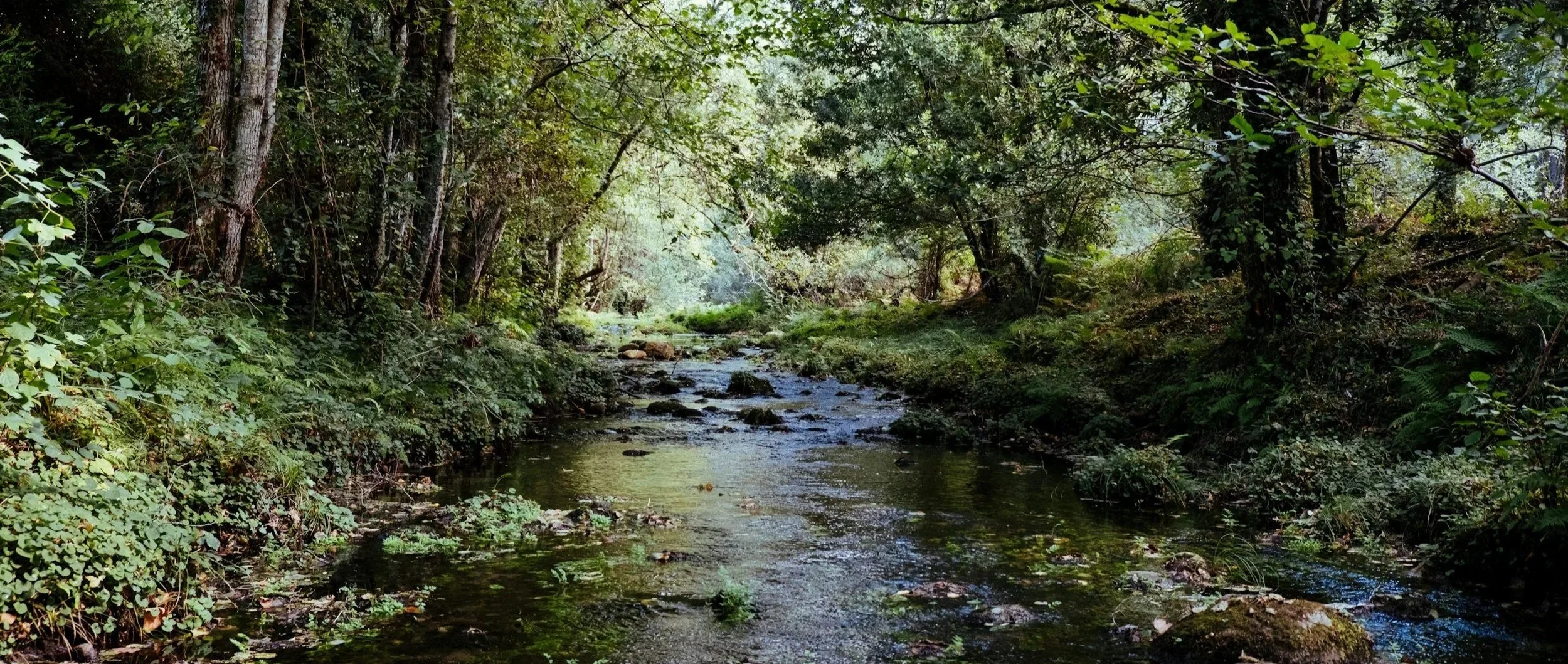 The Humble Now (Season of Creation)