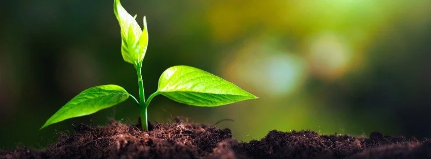 Celebration of Easter 8:30am Kenmore, 9:30am Brookfield