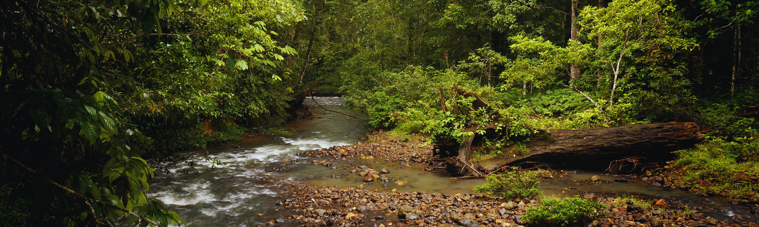 Lent 1A 2026: The Stories We Live By