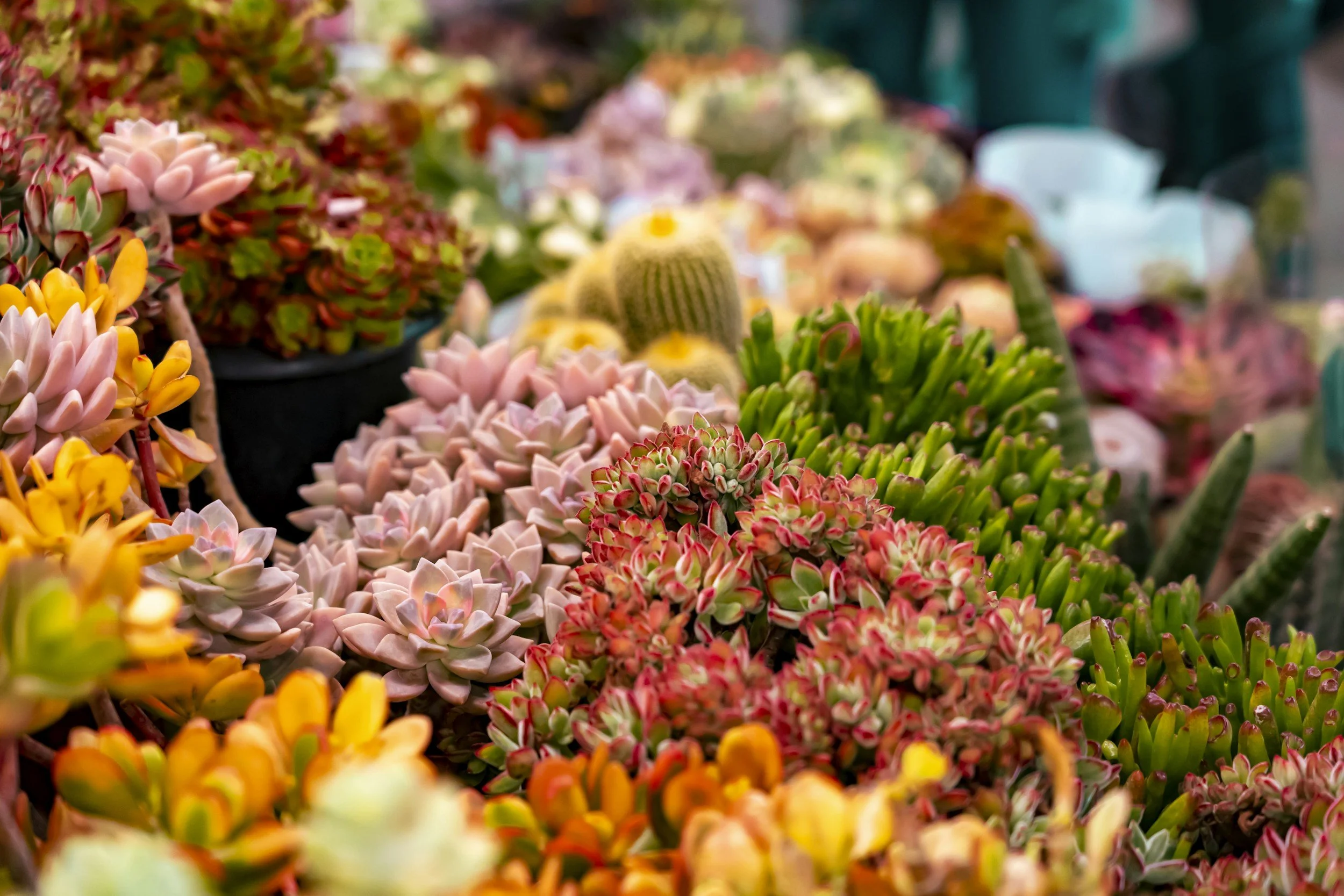 King's Birthday Spring Market! 