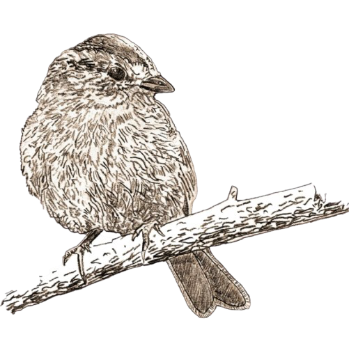 Welcome to Little Sparrow Midwifery 