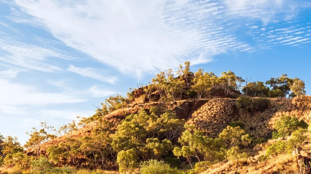 Mine Closure and Rehabilitation services with Lomandra Environmental