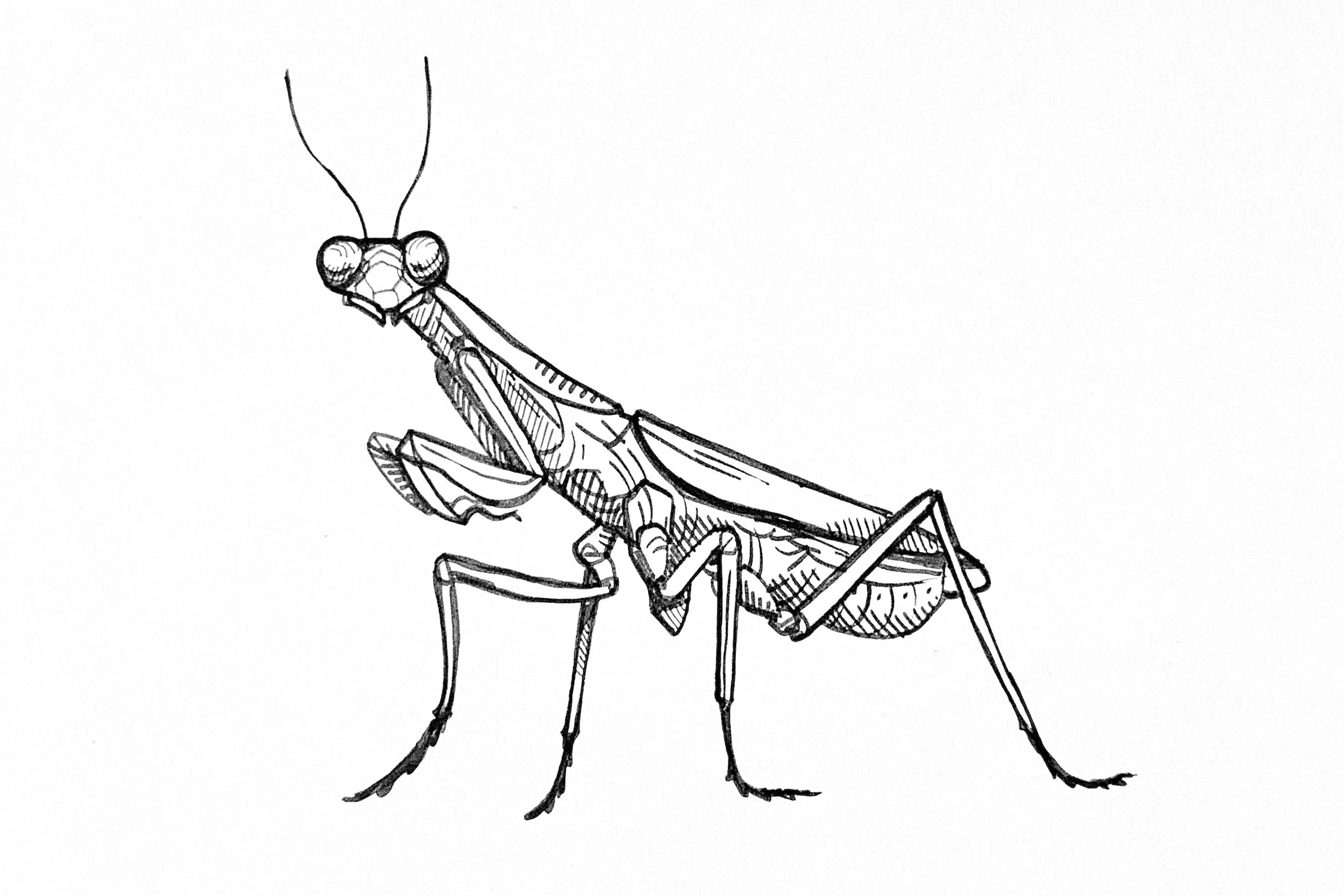 mantis.jpg