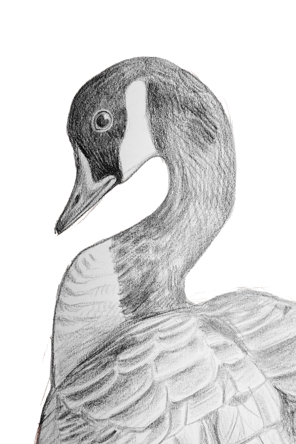 goose bw.png