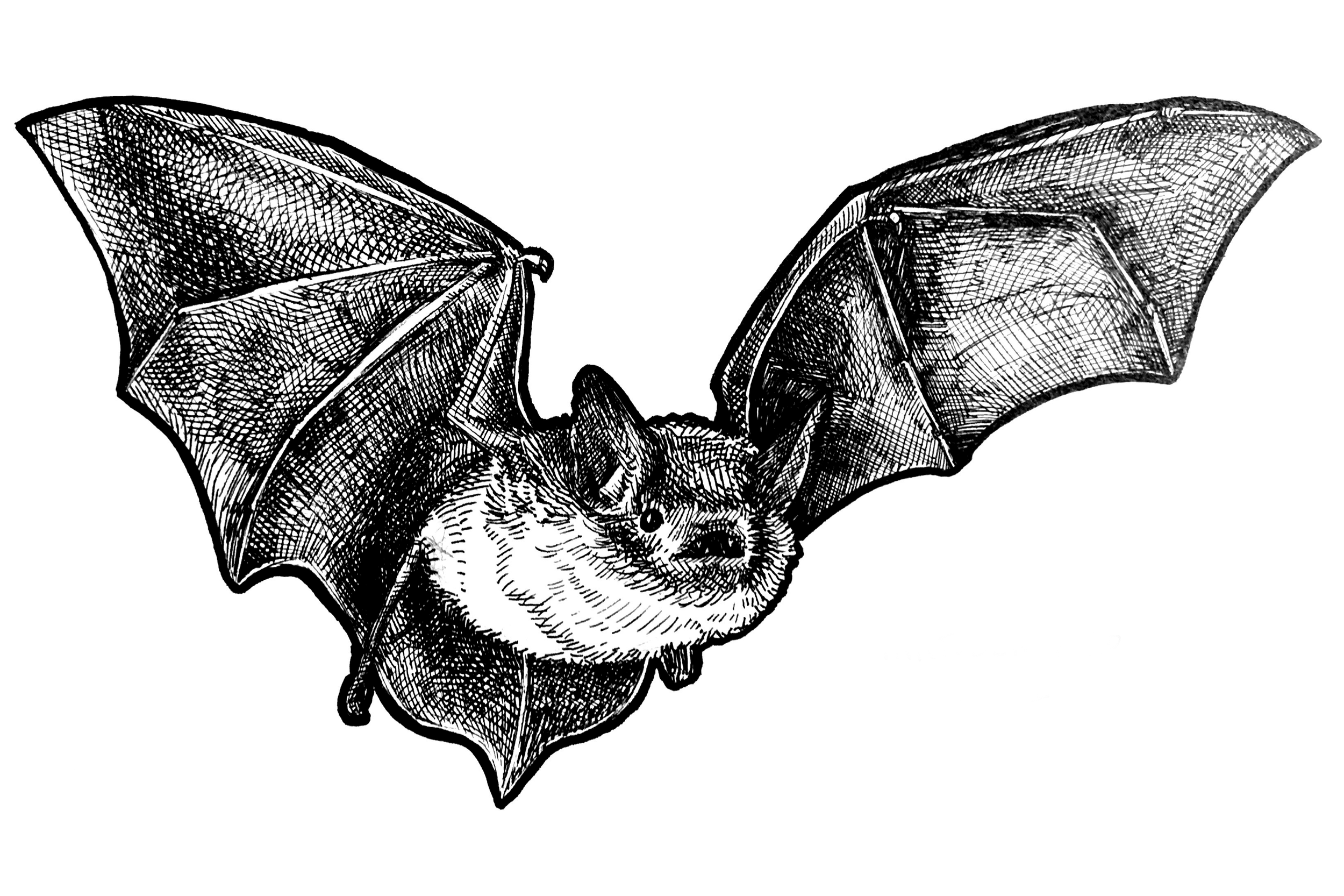 bat.png
