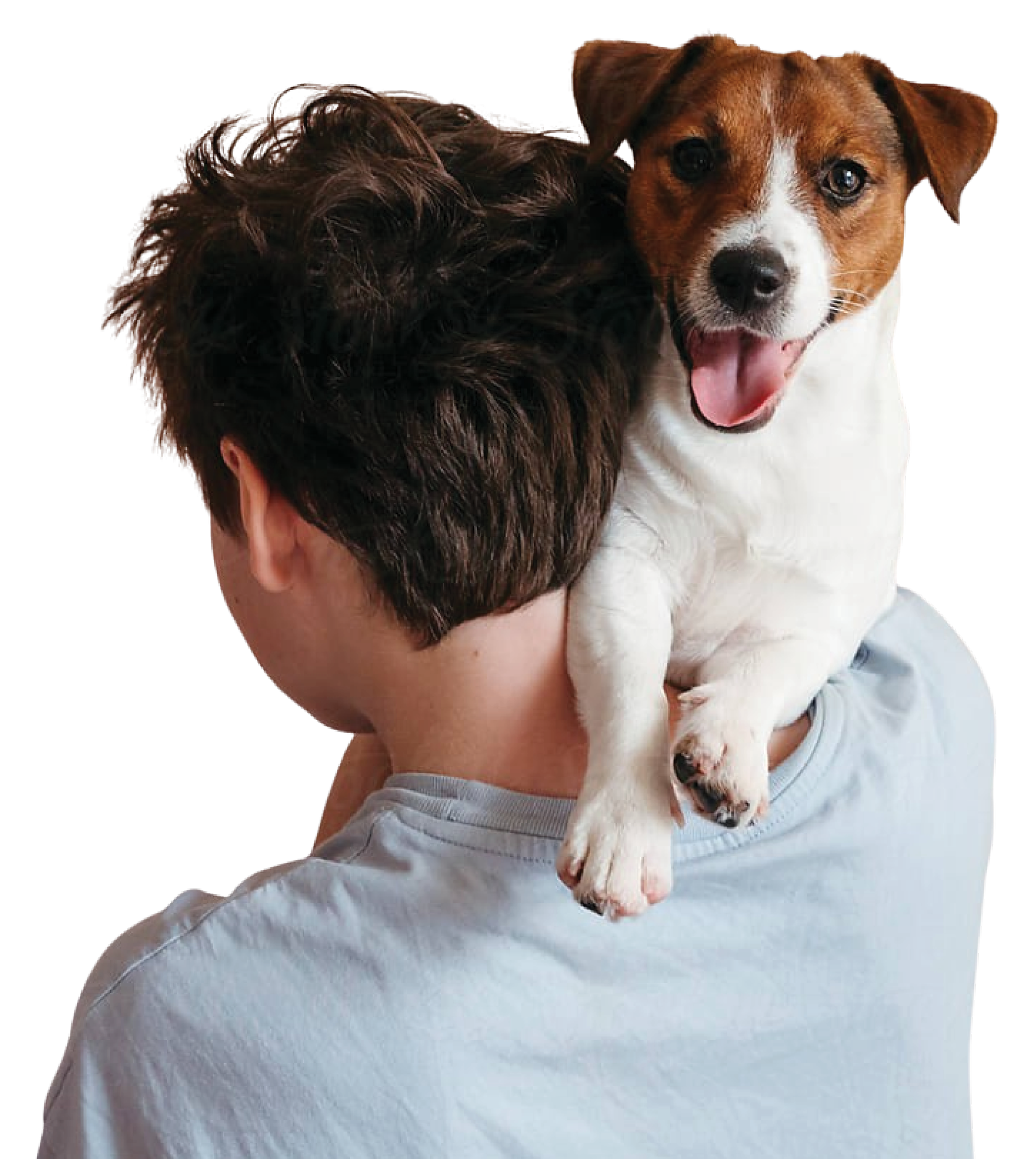 A person holding a small brown and white puppy with a happy expression, inside a white shirt.