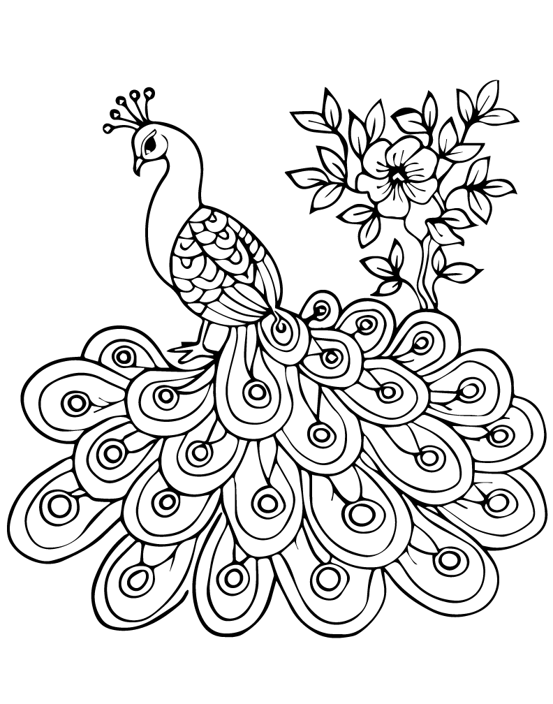 The Peacock