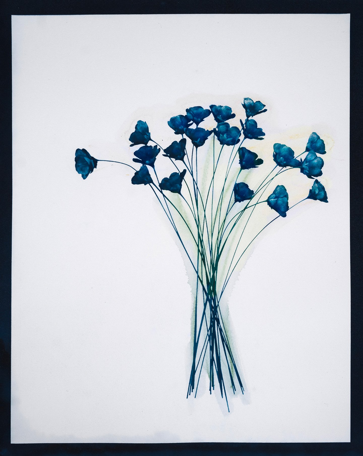 Cyanotype on watercolor paper