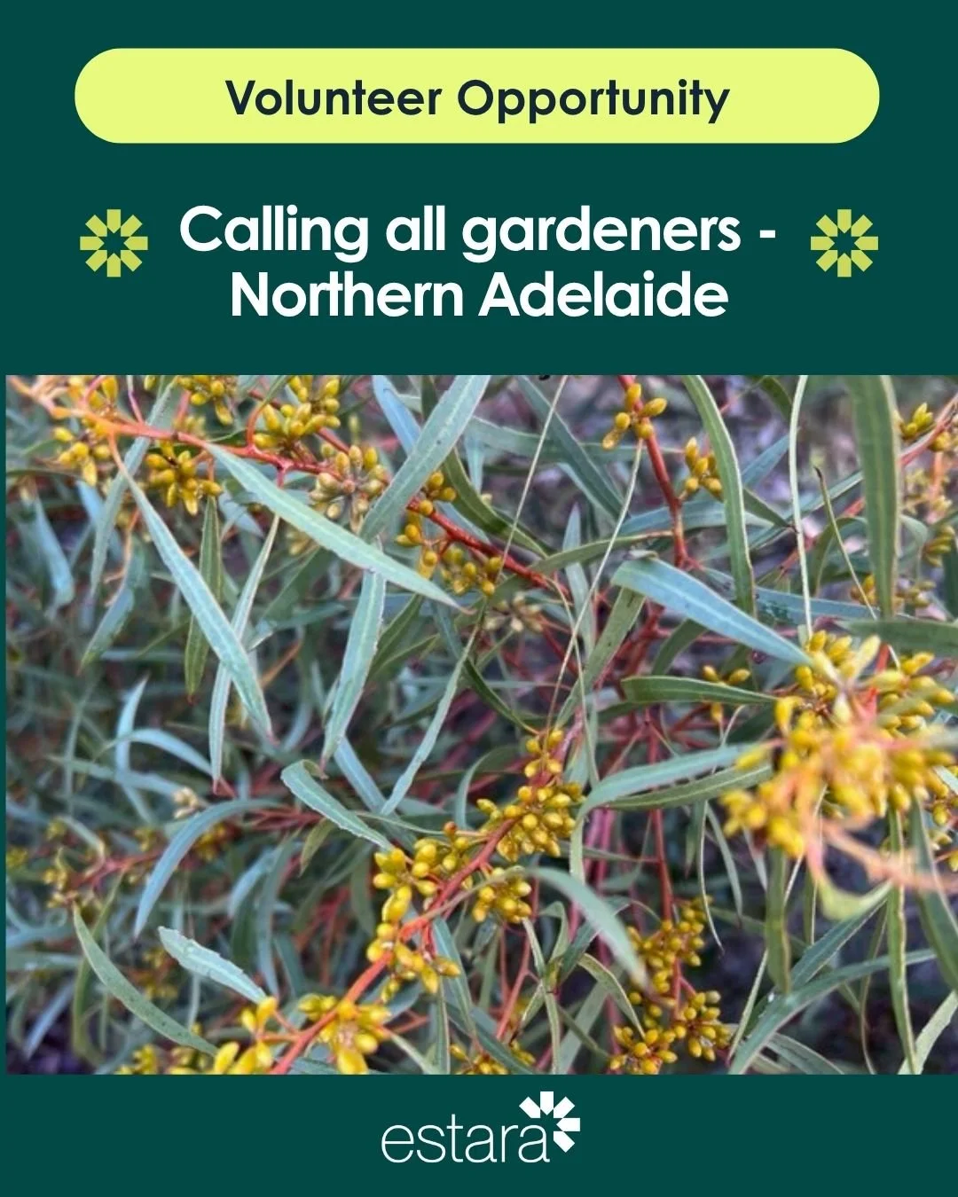 Looking for fulfilling and rewarding volunteer work?

We're looking for some avid gardeners to help support people living with disability in the Northern Suburbs.

🍀Mainly pruning, planting and weeding (no lawn mowing required)
🍀Must have some basi