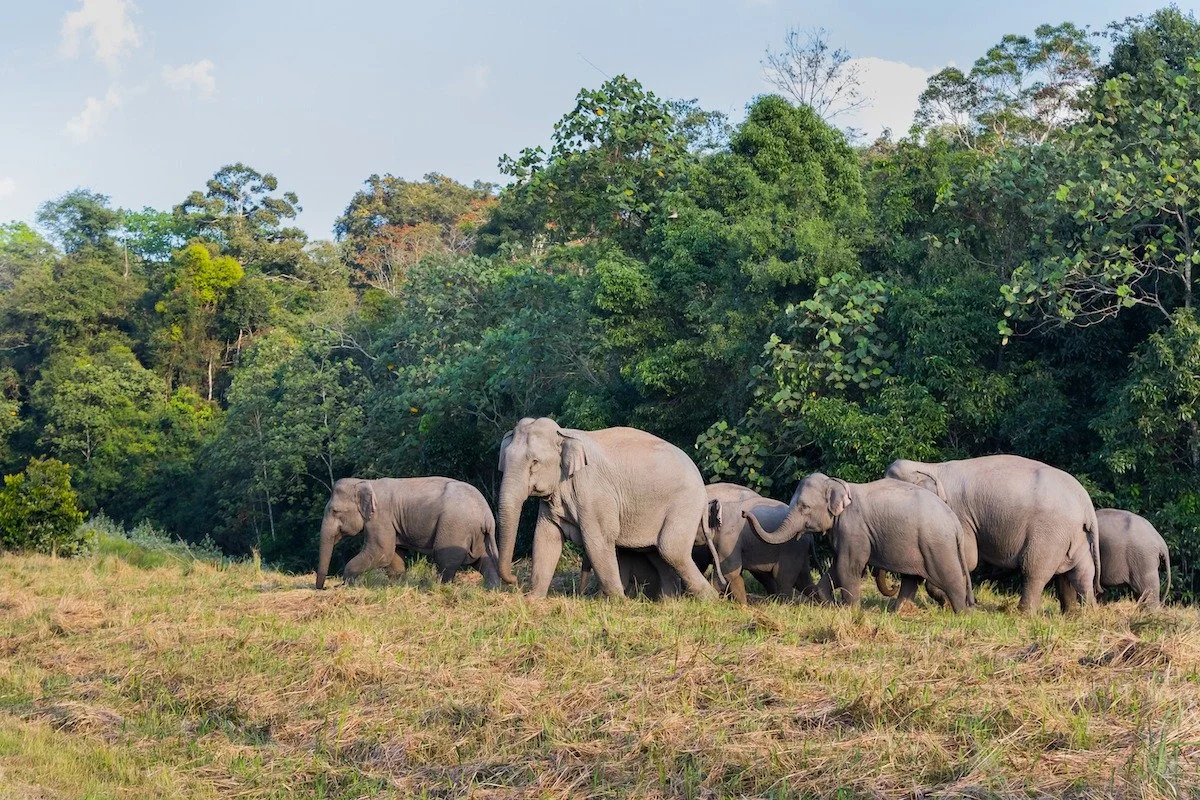 Khao-Yai-Group-of-Wild-Elephant.jpg