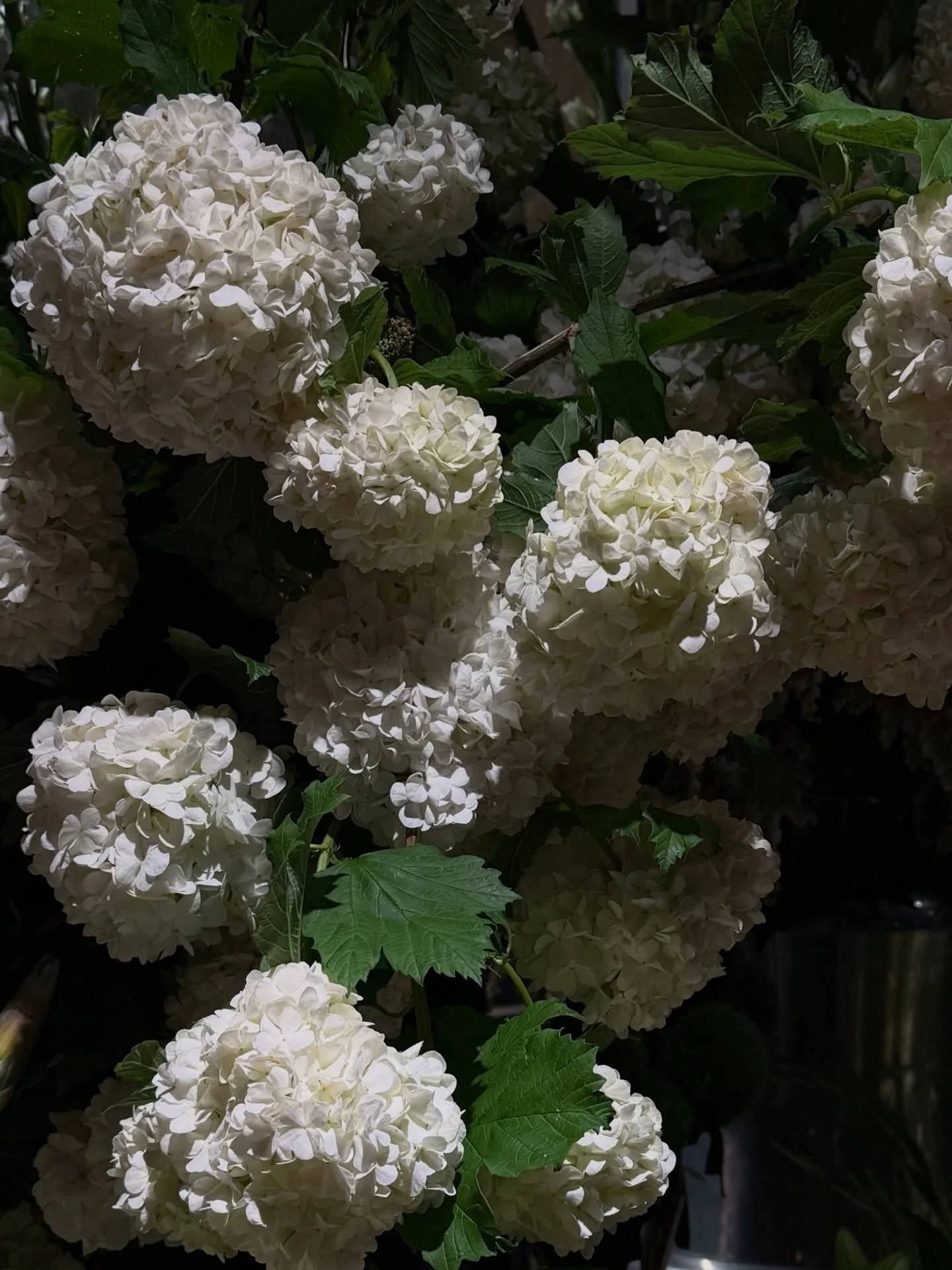 BRIDAL TREATMENT PLAN | Save this for your bridal treatment plan inspo

One of the things we love about our job is helping our clients prep for their special day. Here&rsquo;s how the team at VERSA would plan out the treatments for our brides-to-be (