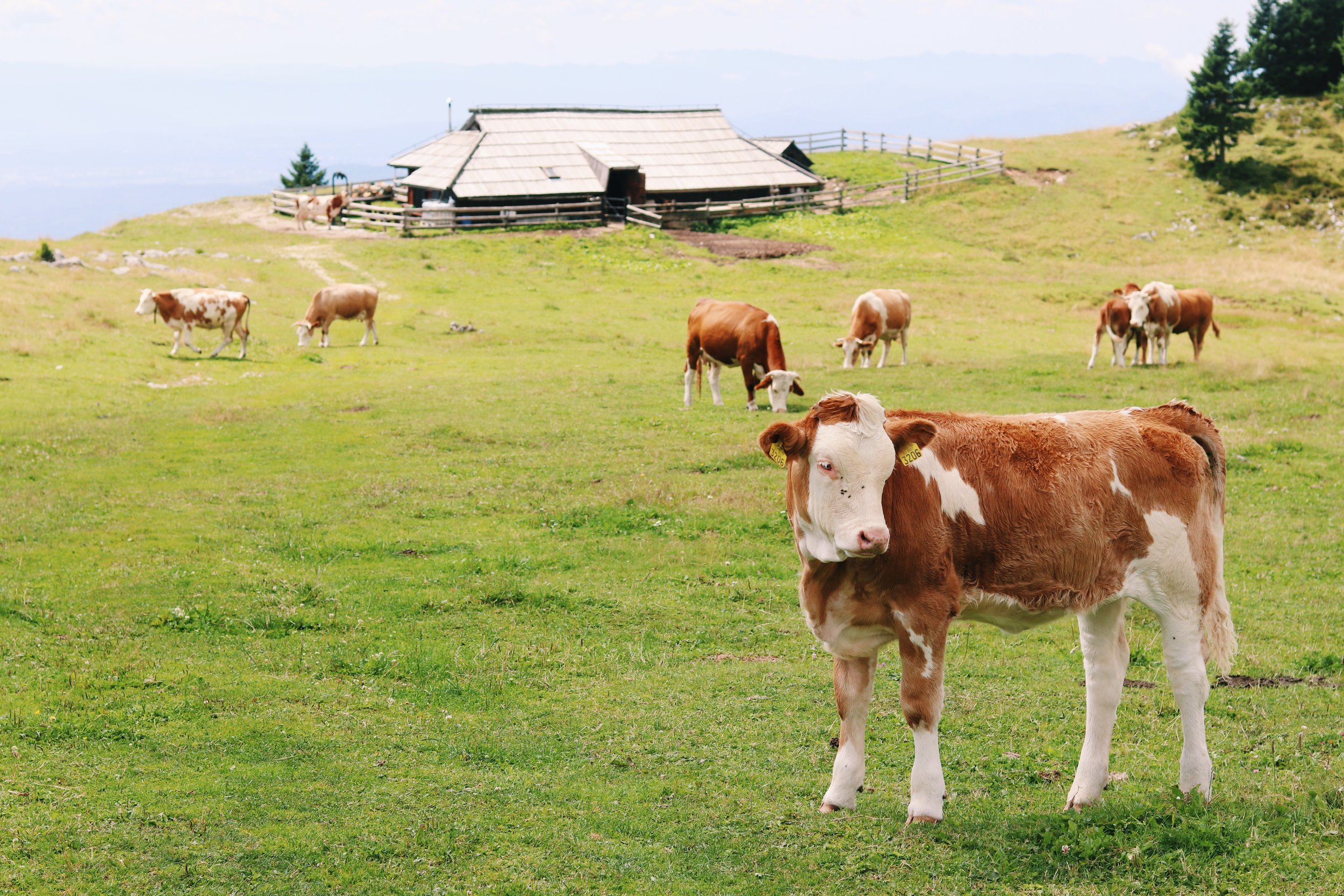 Velika Planina, Slovenia