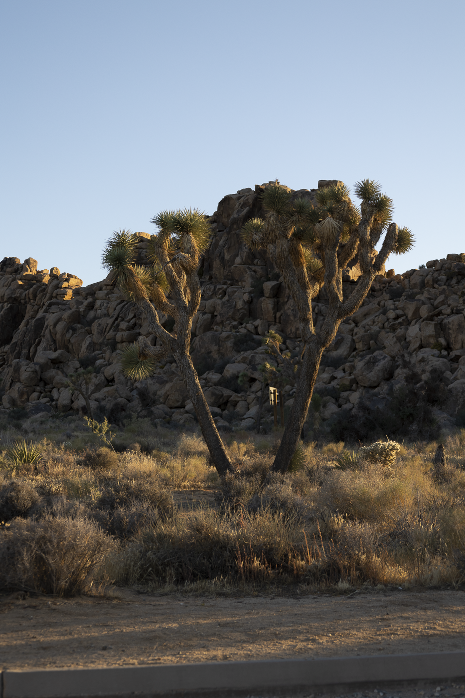 Joshua_Tree_11323__29.PNG