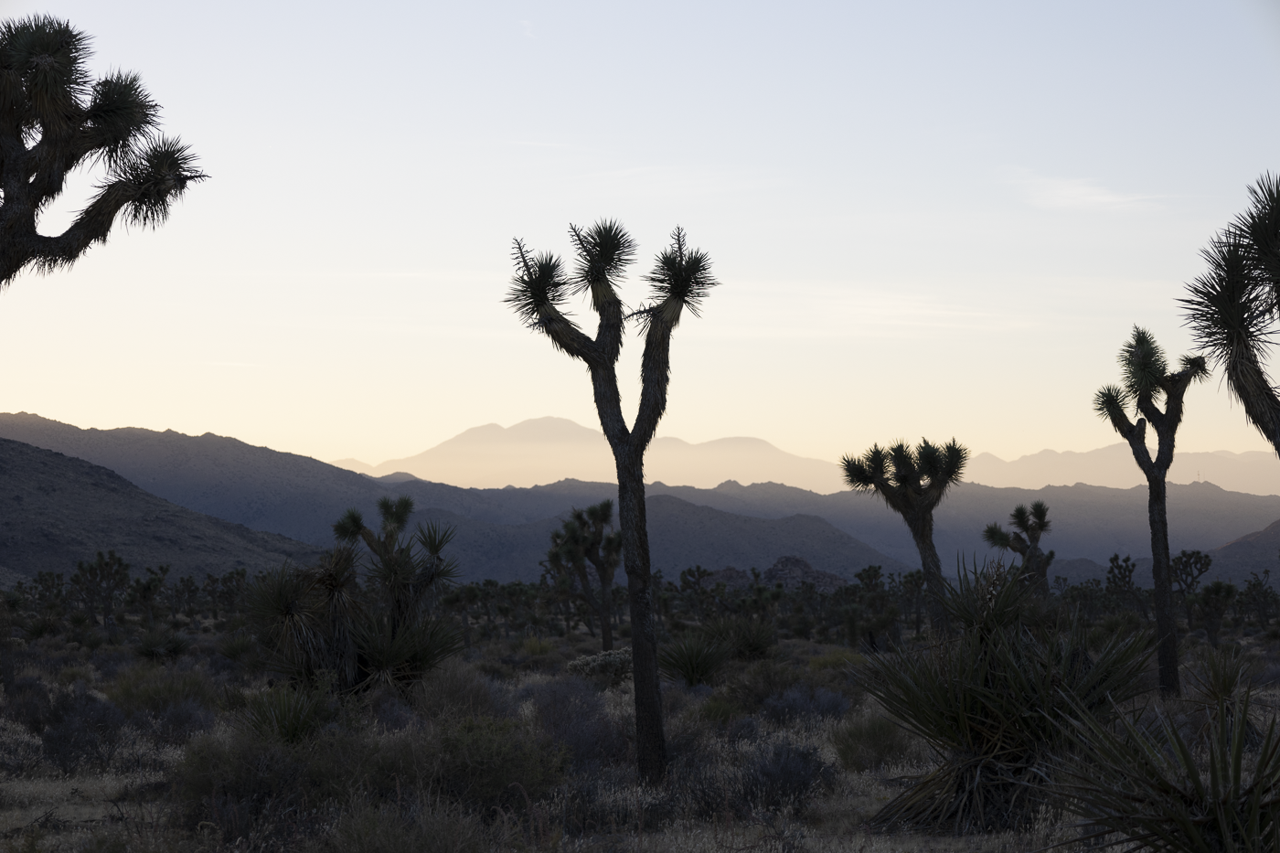 Joshua_Tree_11323__17.PNG