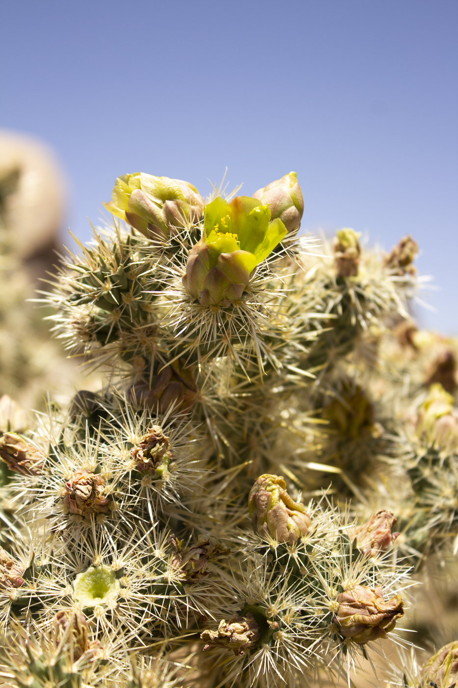 Joshua_Tree_5_28_2023__1.png