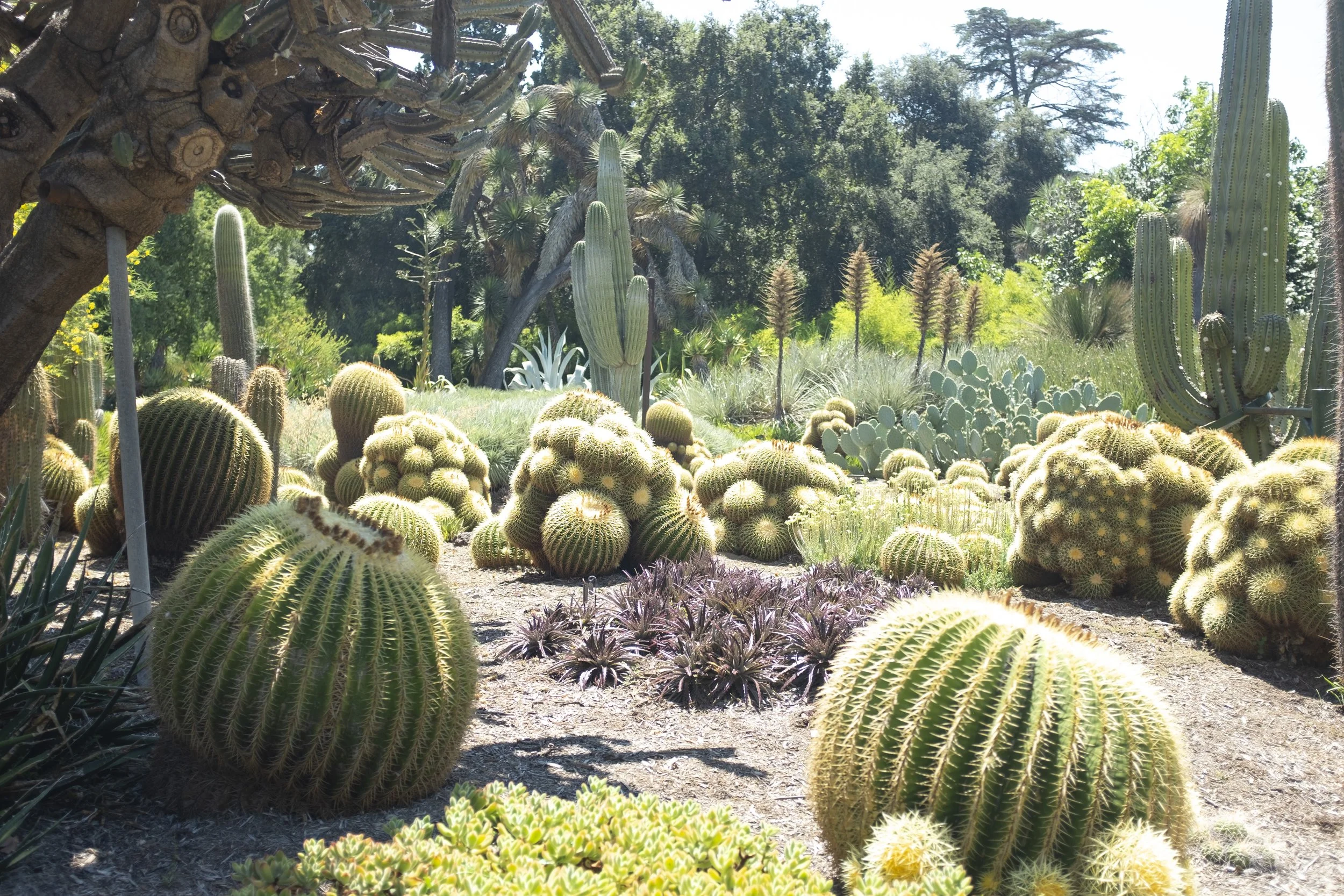 Huntington_Botanical_Garden_20.JPG