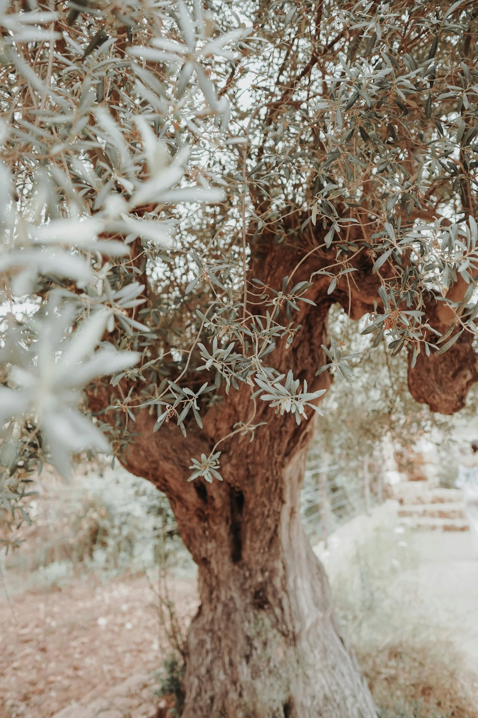 A close-up view of a large, gnarled olive tree with a thick trunk and numerous small, elongated leaves. The background shows a slightly blurred natural landscape.