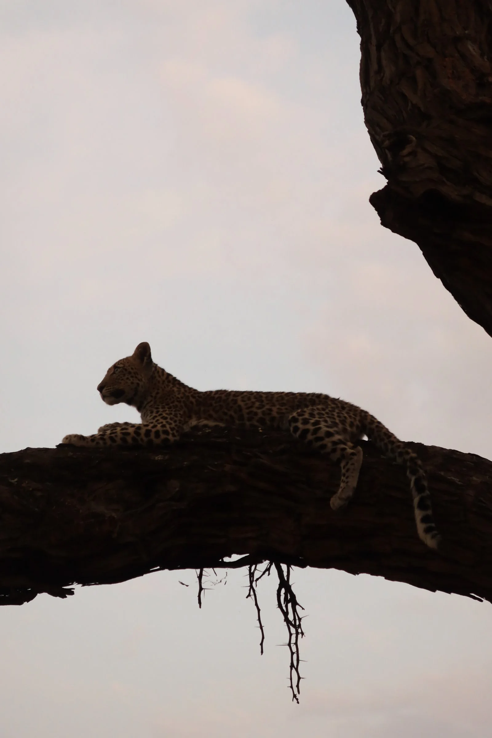 Silhouette of a lounging leopard on a tree branch against a pinkish sky at dusk.