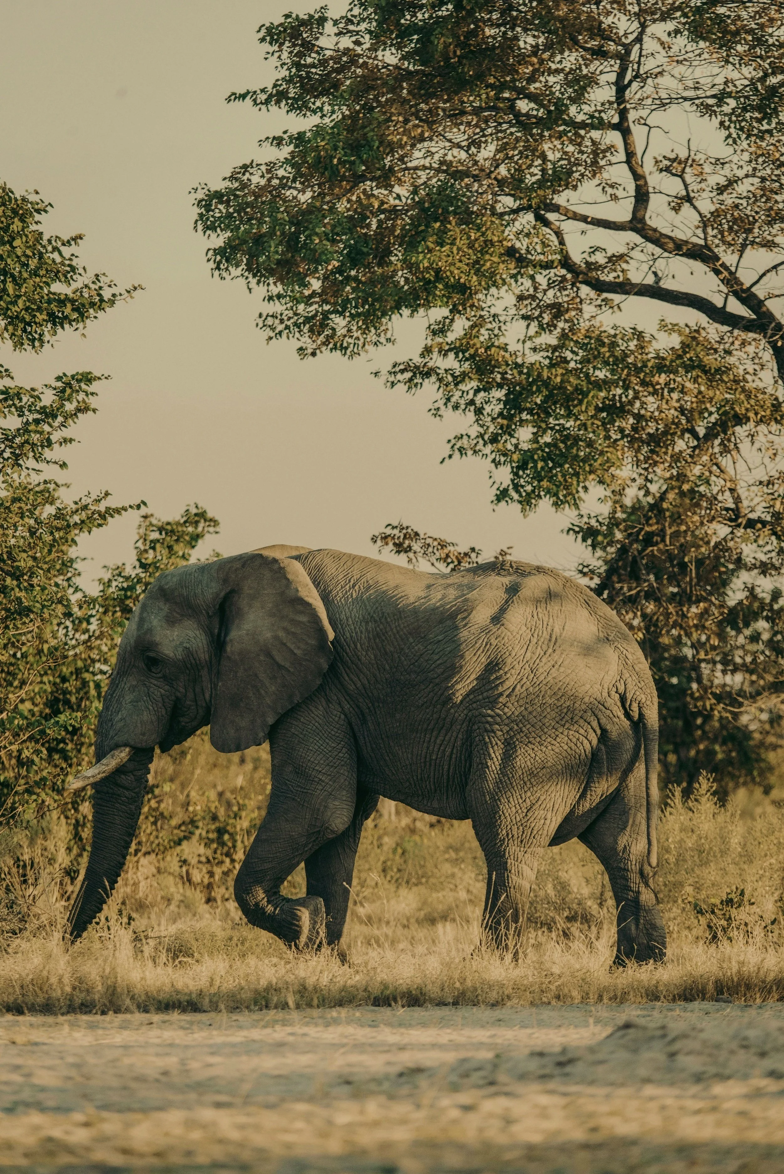 A large elephant walking through a grassy area with trees in the background, during daytime.