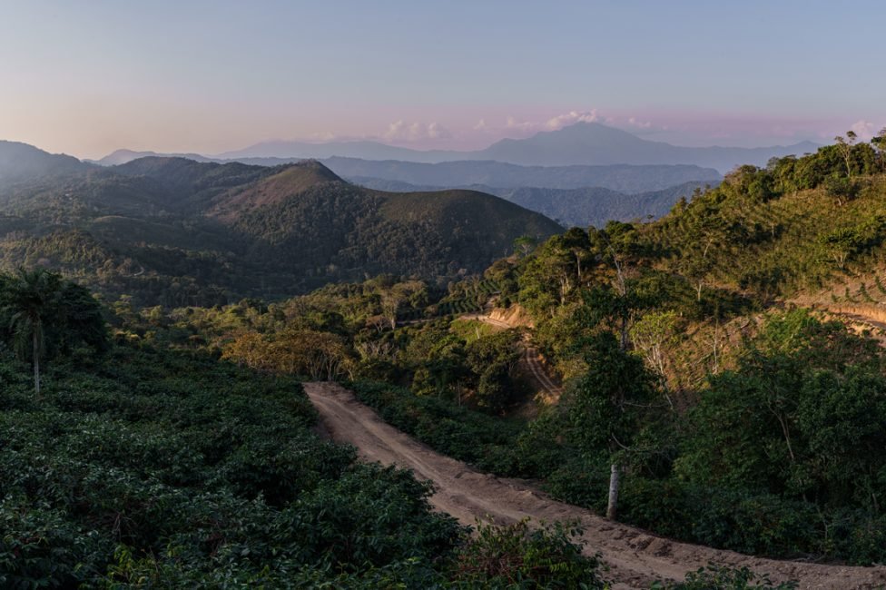 Los Rodríguez Peaberry Java Coco Natural 2.jpg