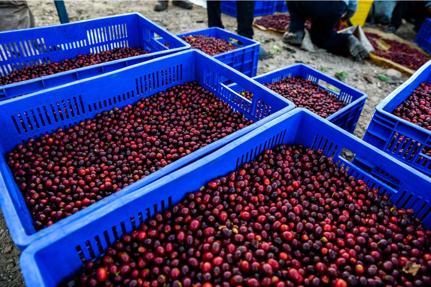 Los Rodríguez Peaberry Java Coco Natural 4.jpg