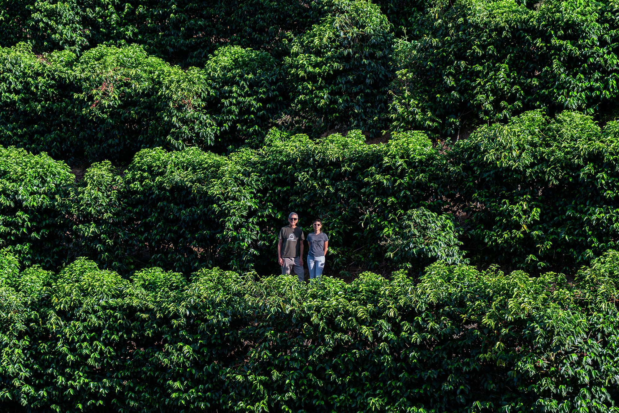 Los Rodríguez Peaberry Java Coco Natural .jpg