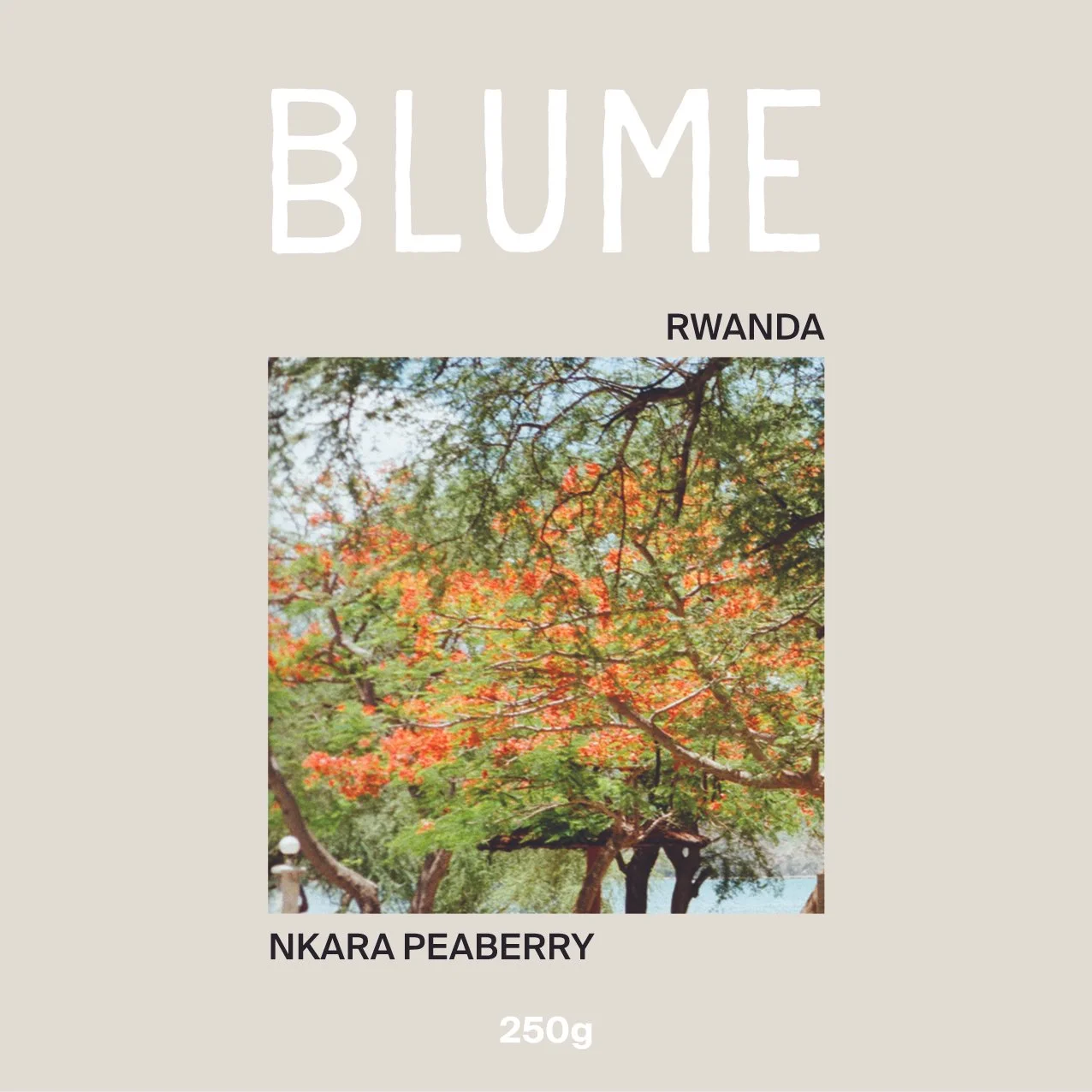 RWANDA — Nkara Peaberry | SWEET
