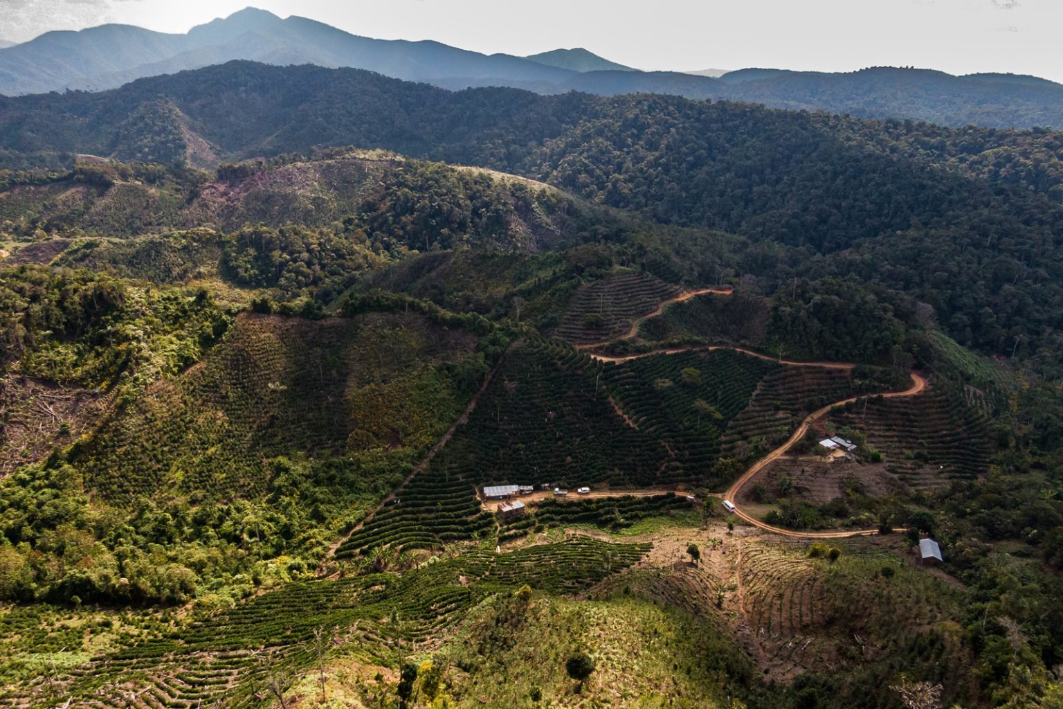 Los Rodríguez Peaberry Java Coco Natural 3.jpg