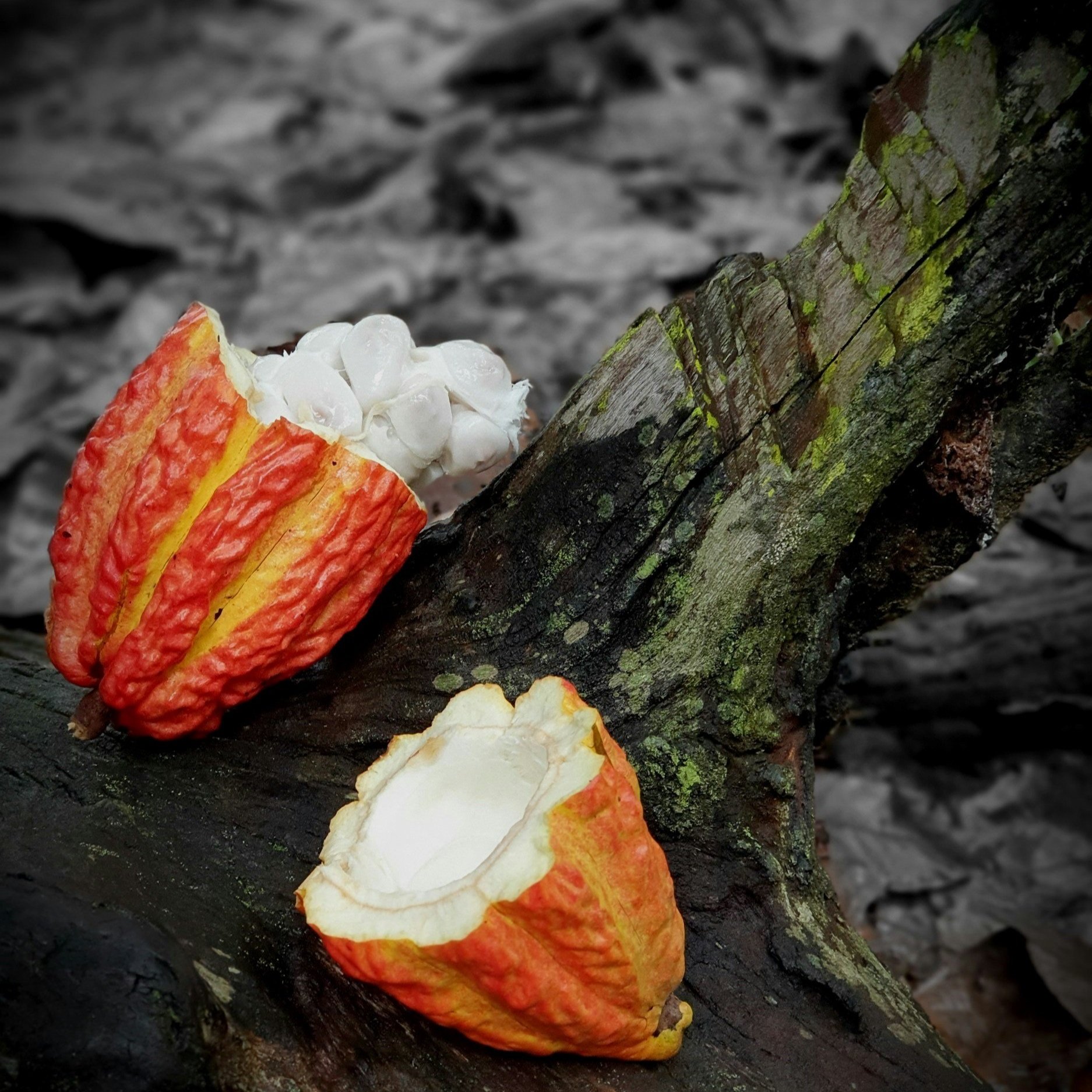 Cacao Ceremony with Anna