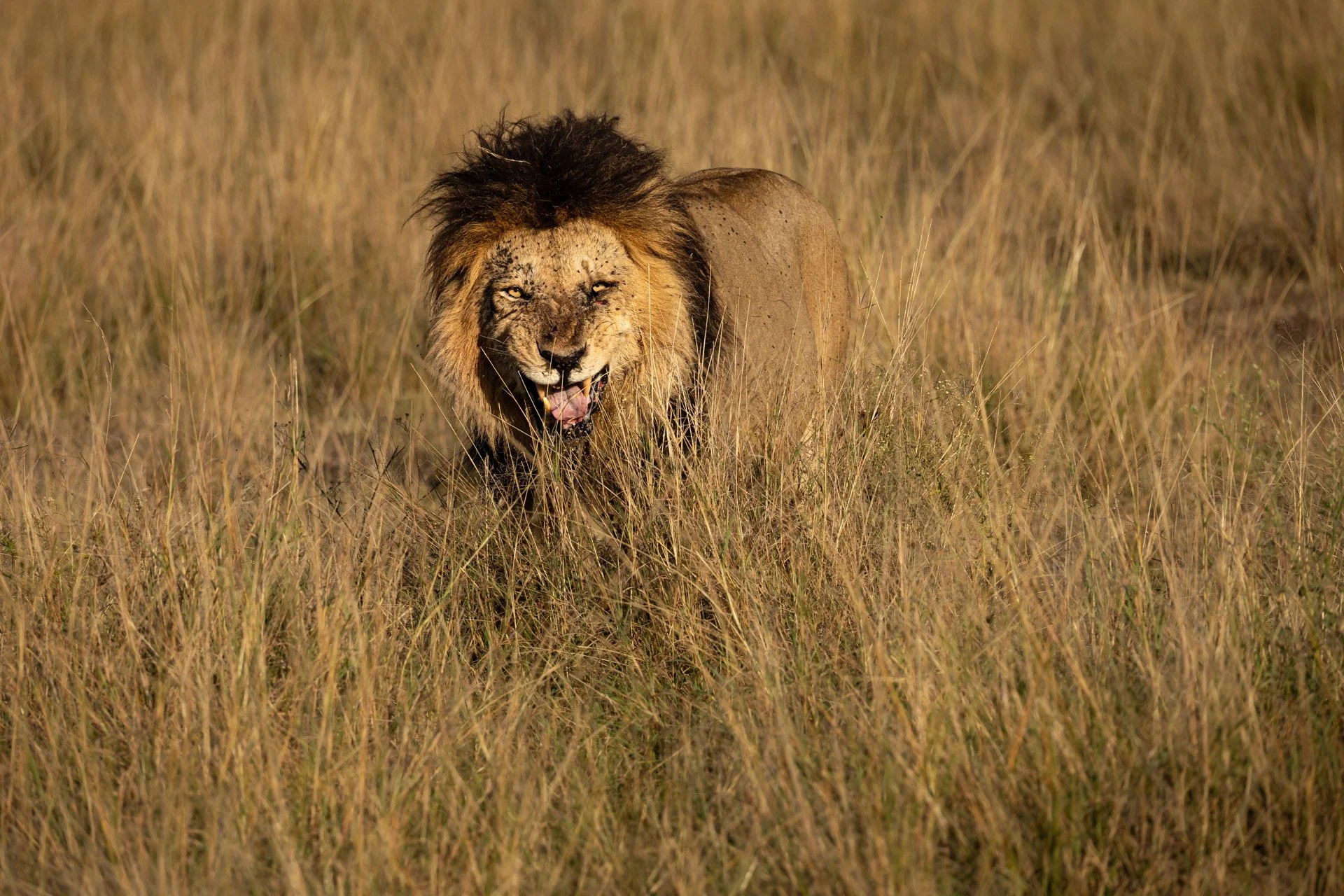 the ritz-carlton masai mara safari lion jiri lizler photographer.jpg