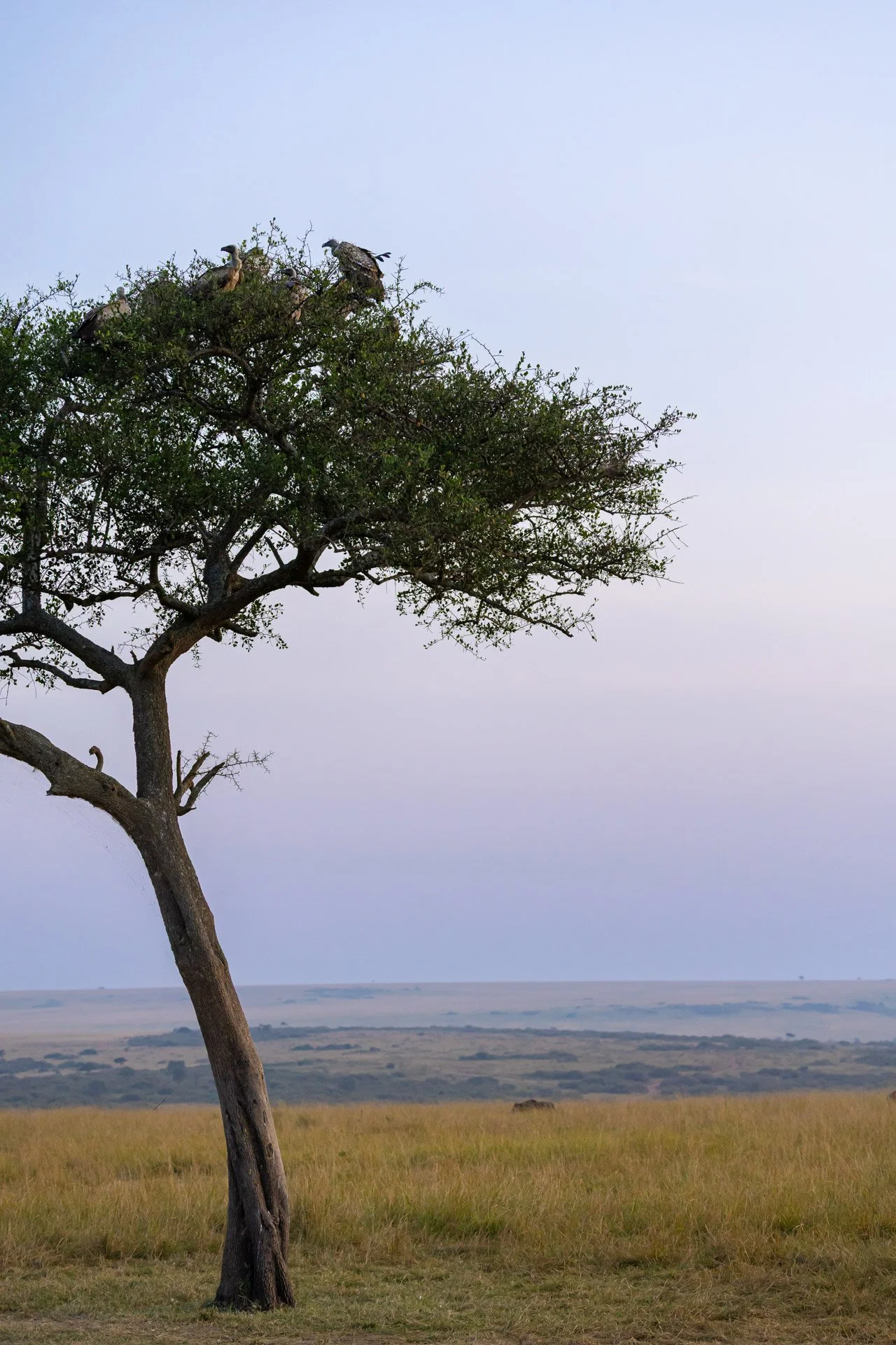 the ritz-carlton masai mara safari nature jiri lizler photographer..jpg