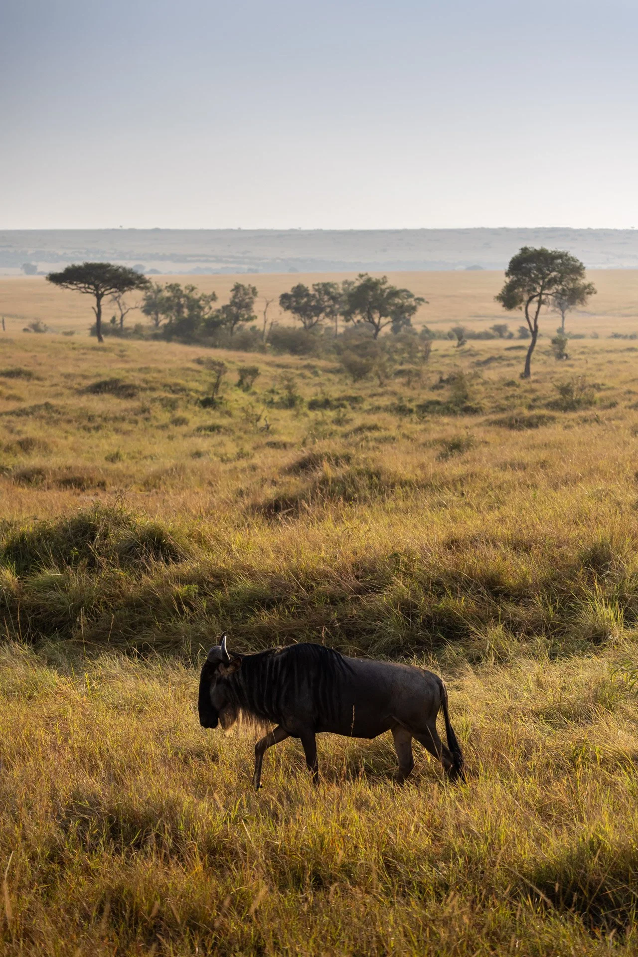the ritz-carlton masai mara safari wildebeest nature jiri lizler photographer.jpg