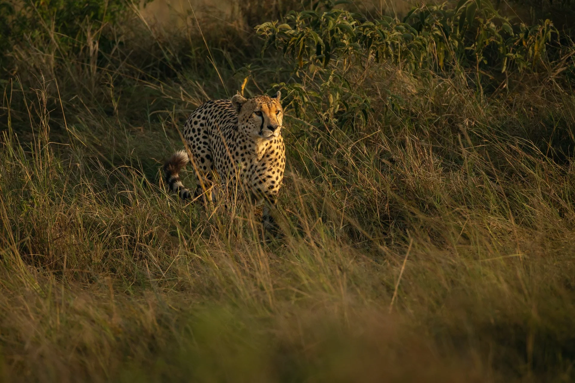 the ritz-carlton masai mara safari cheetah jiri lizler photographer.jpg