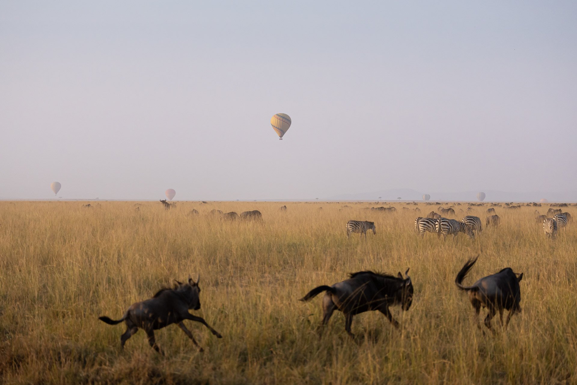 the ritz-carlton masai mara safari wildebeest jiri lizler photographer..jpg