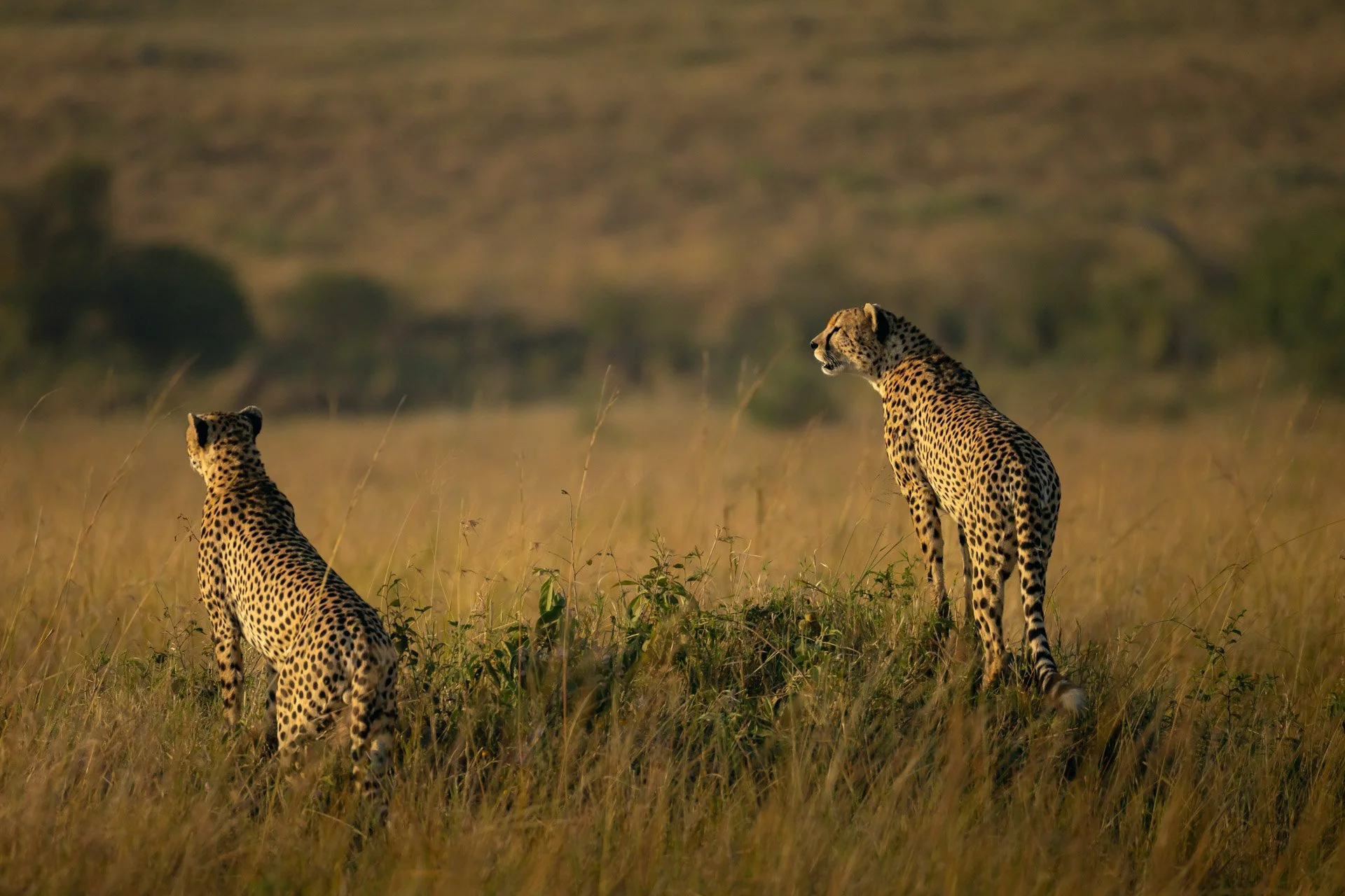 the ritz-carlton masai mara safari two cheetah jiri lizler photographer..jpg