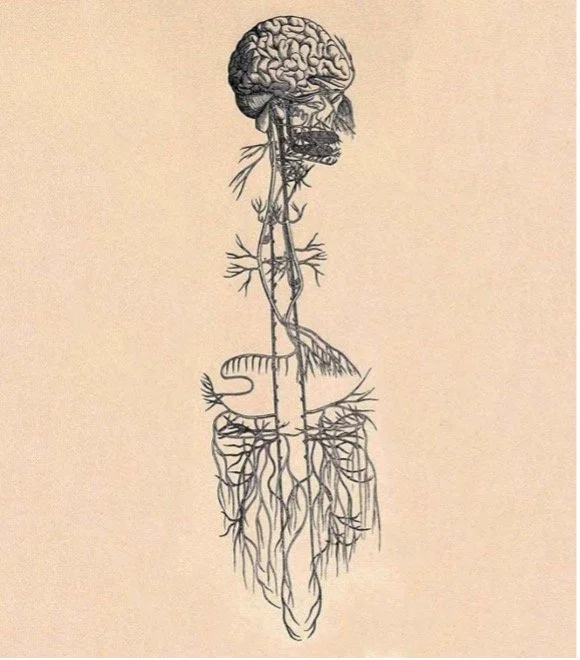 Diagram of the nervous system illustrating Polyvagal Theory and how awareness of nervous system states helps shift emotional responses from stress to safety and connection