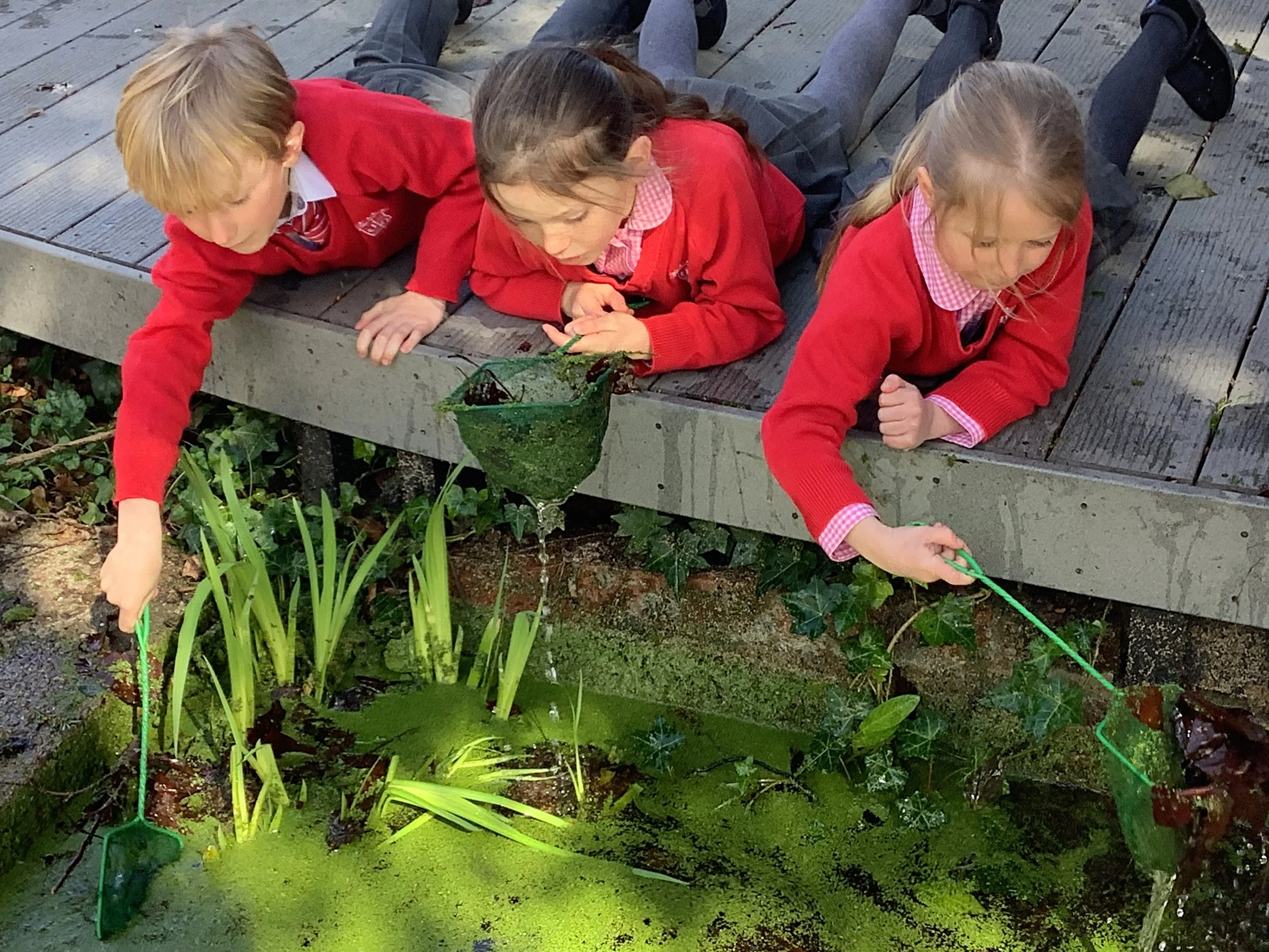 Pond Dipping