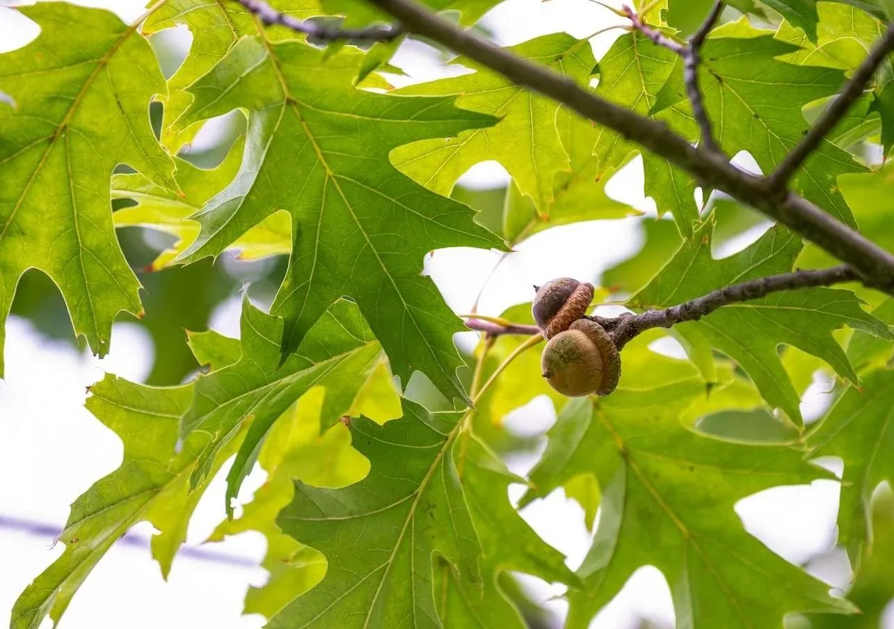 Close-up of green maple leaves with two acorns hanging from a branch.