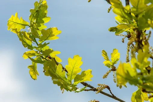 Close-up of green maple leaves with two acorns hanging from a branch.
