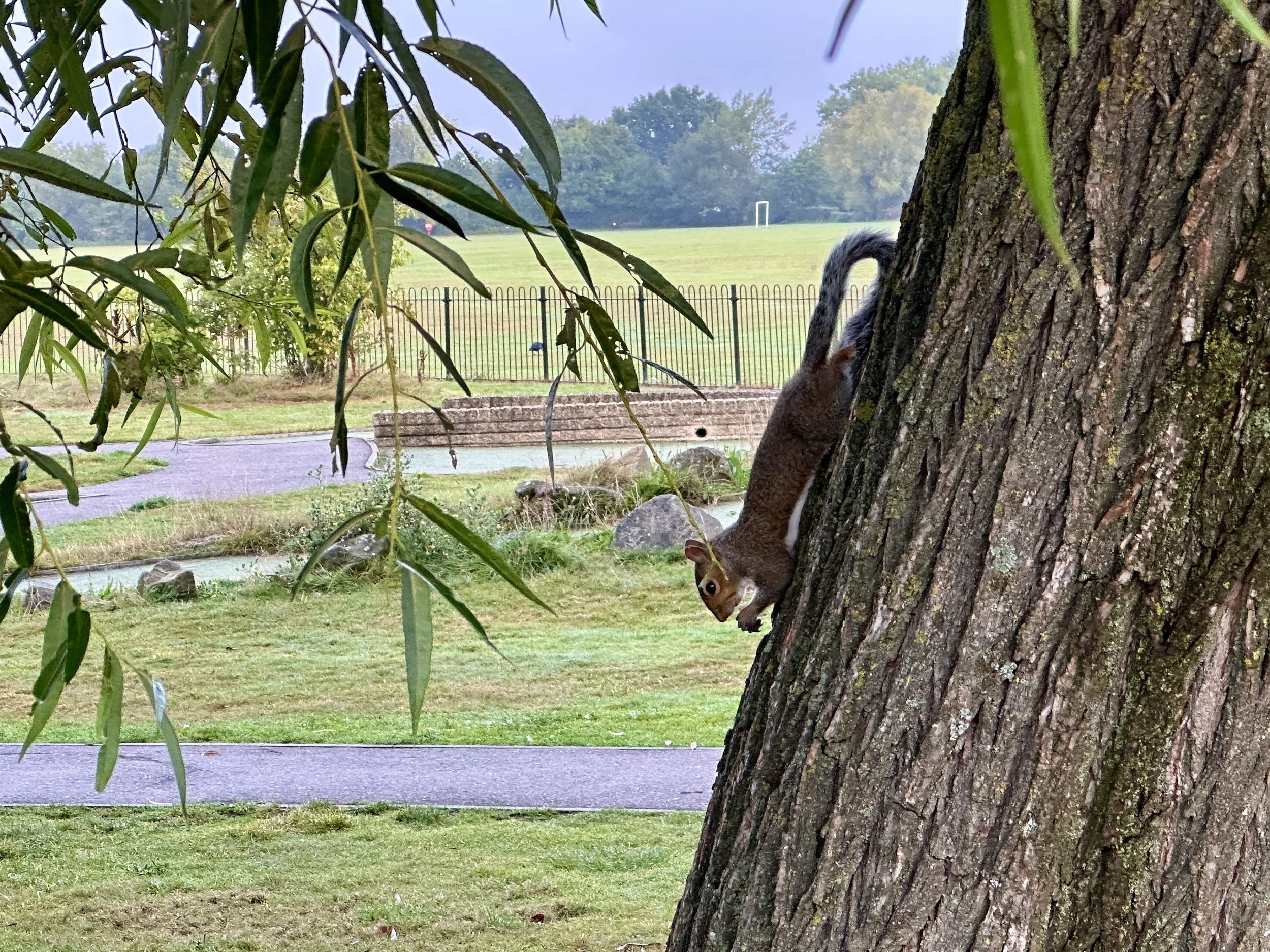 Squirrel on a tree trunk in a park with grass, pathways, and trees in the background.