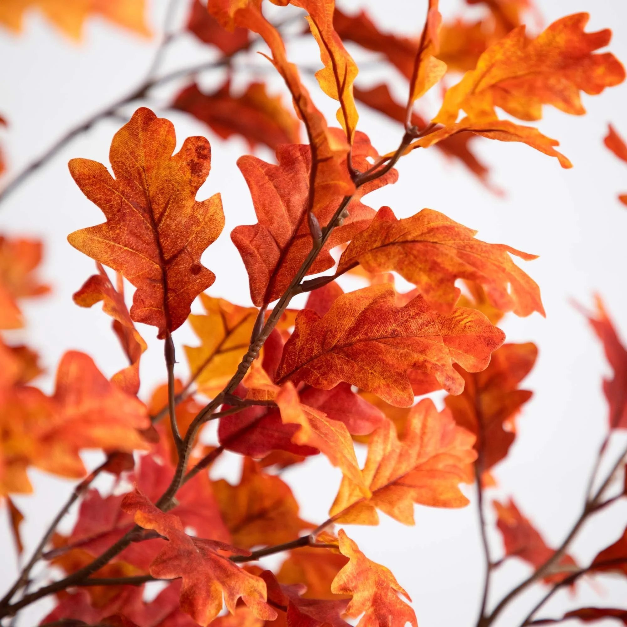 Close-up of colorful autumn leaves in shades of orange, red, yellow, and green.