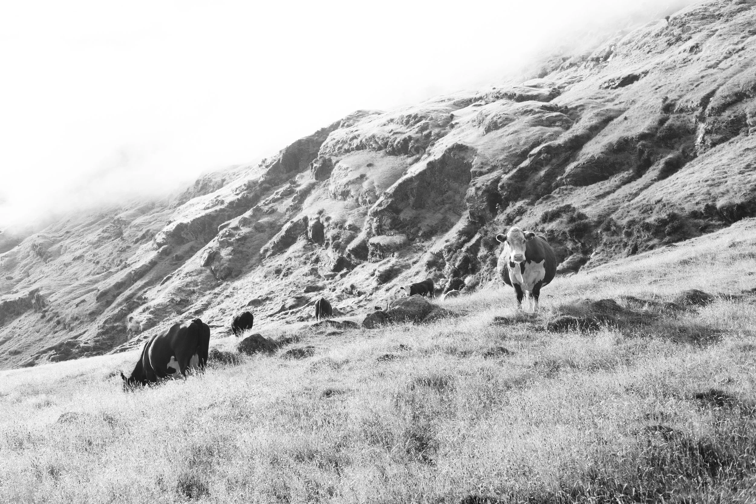 Matukituki Valley Mt Aspiring National Park New Zealand