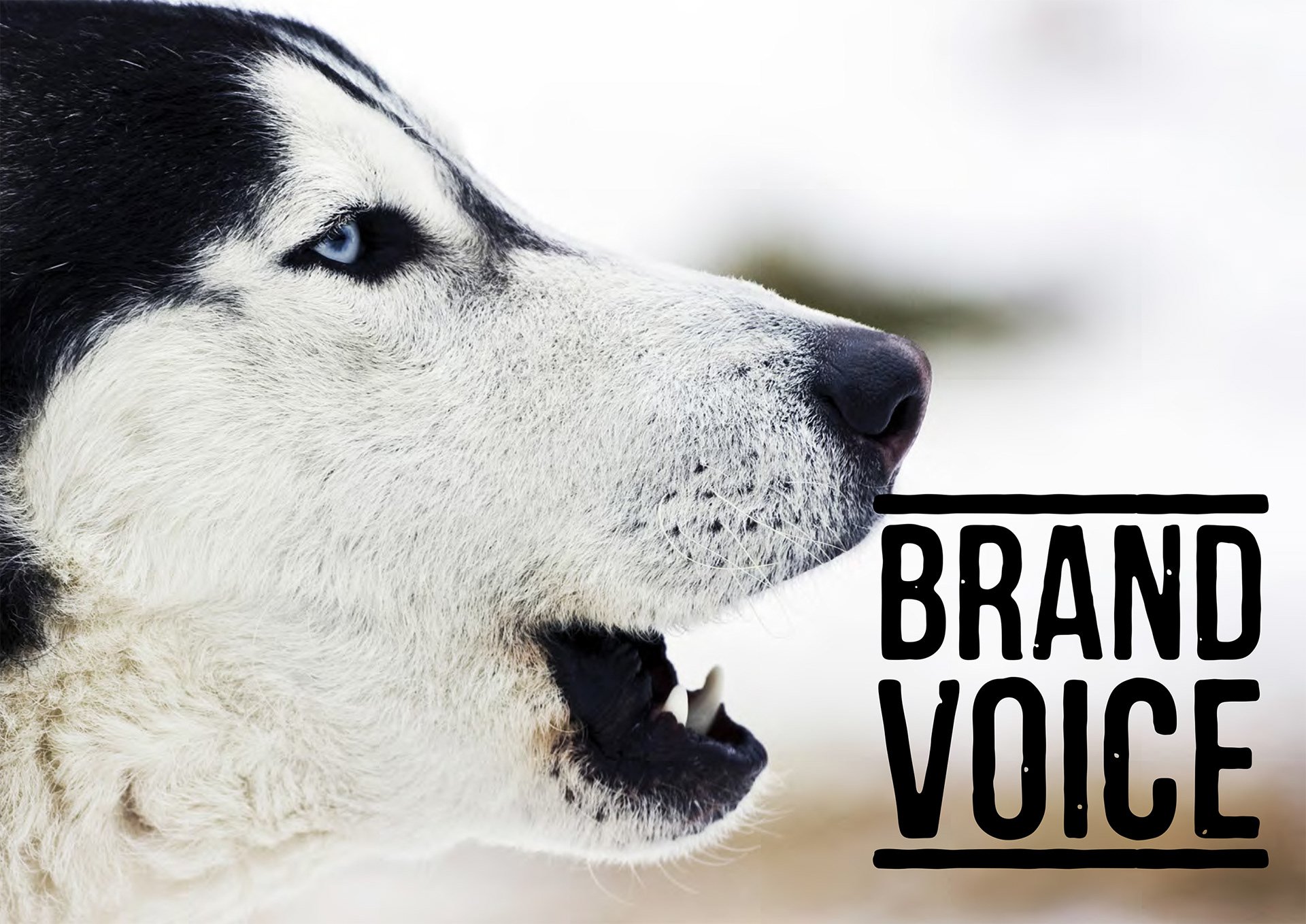 MUSH brand voice.jpg