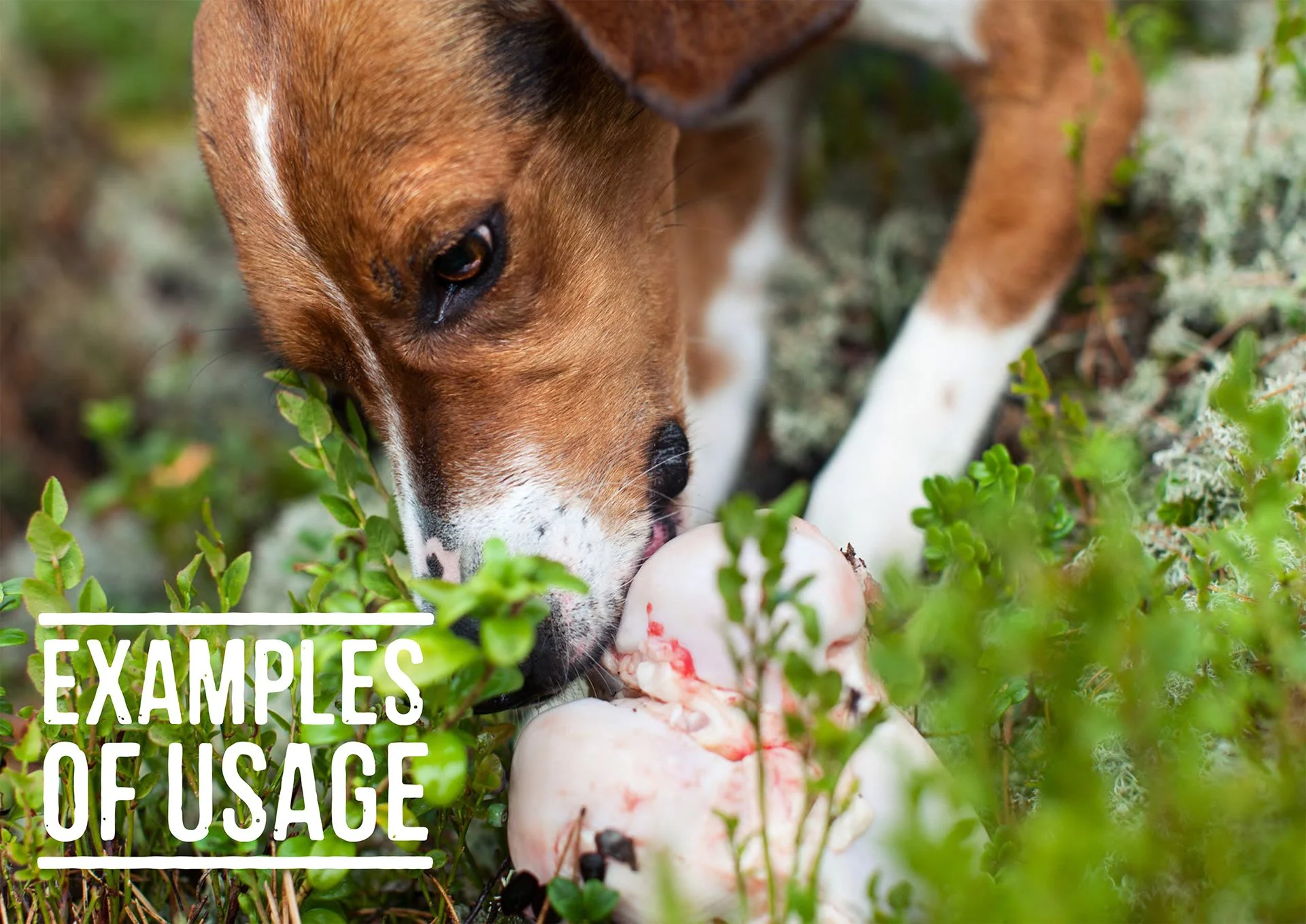 MUSH examples of usage.jpg