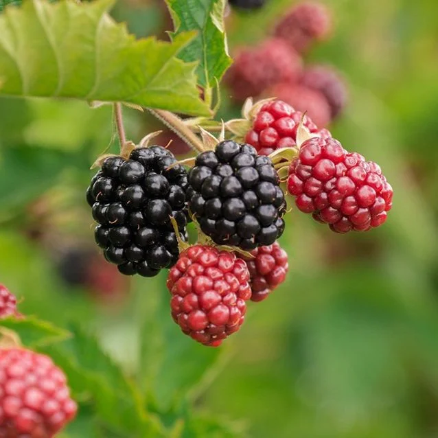 berry-3513546_1280.jpg