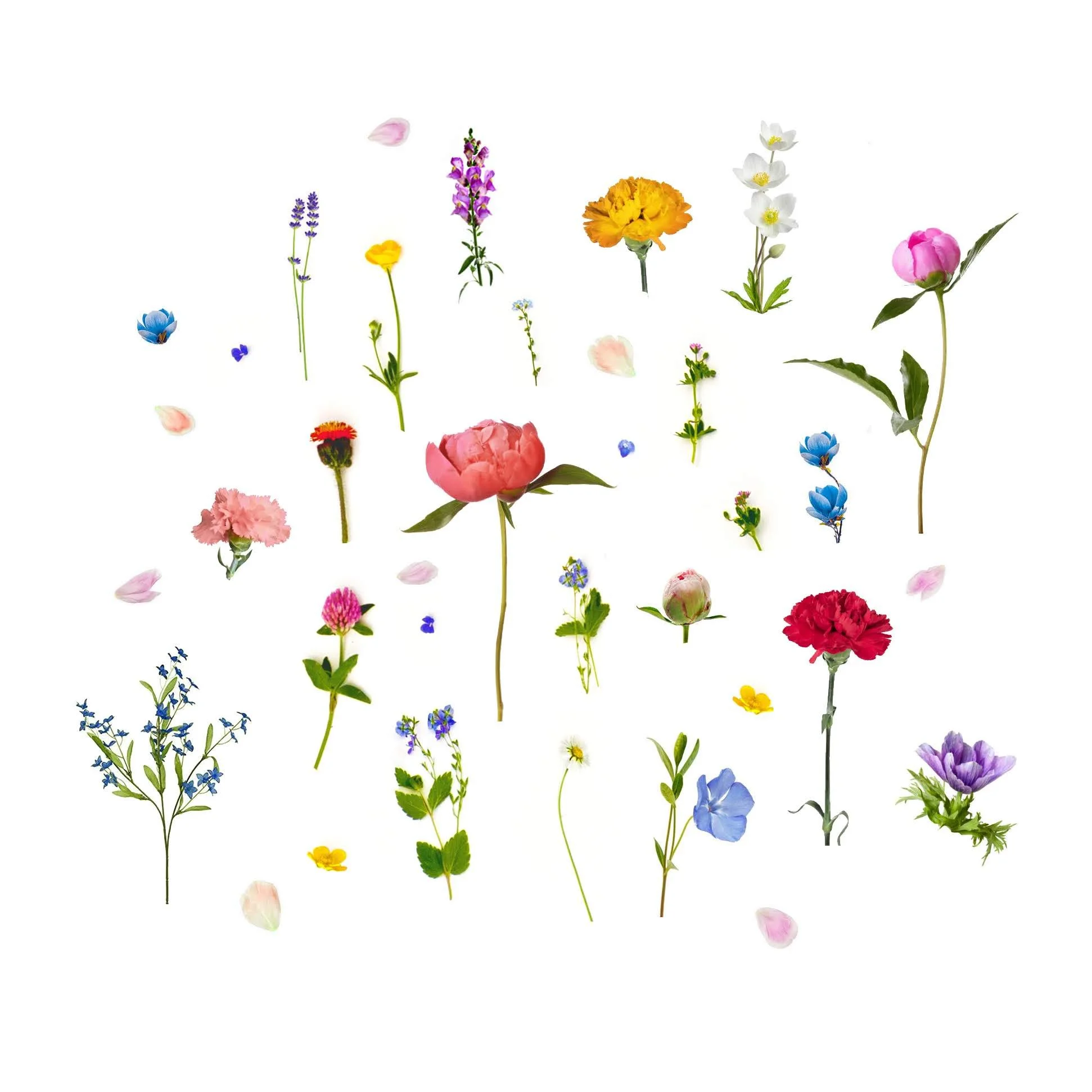 Wild flowers 2 (1).jpg