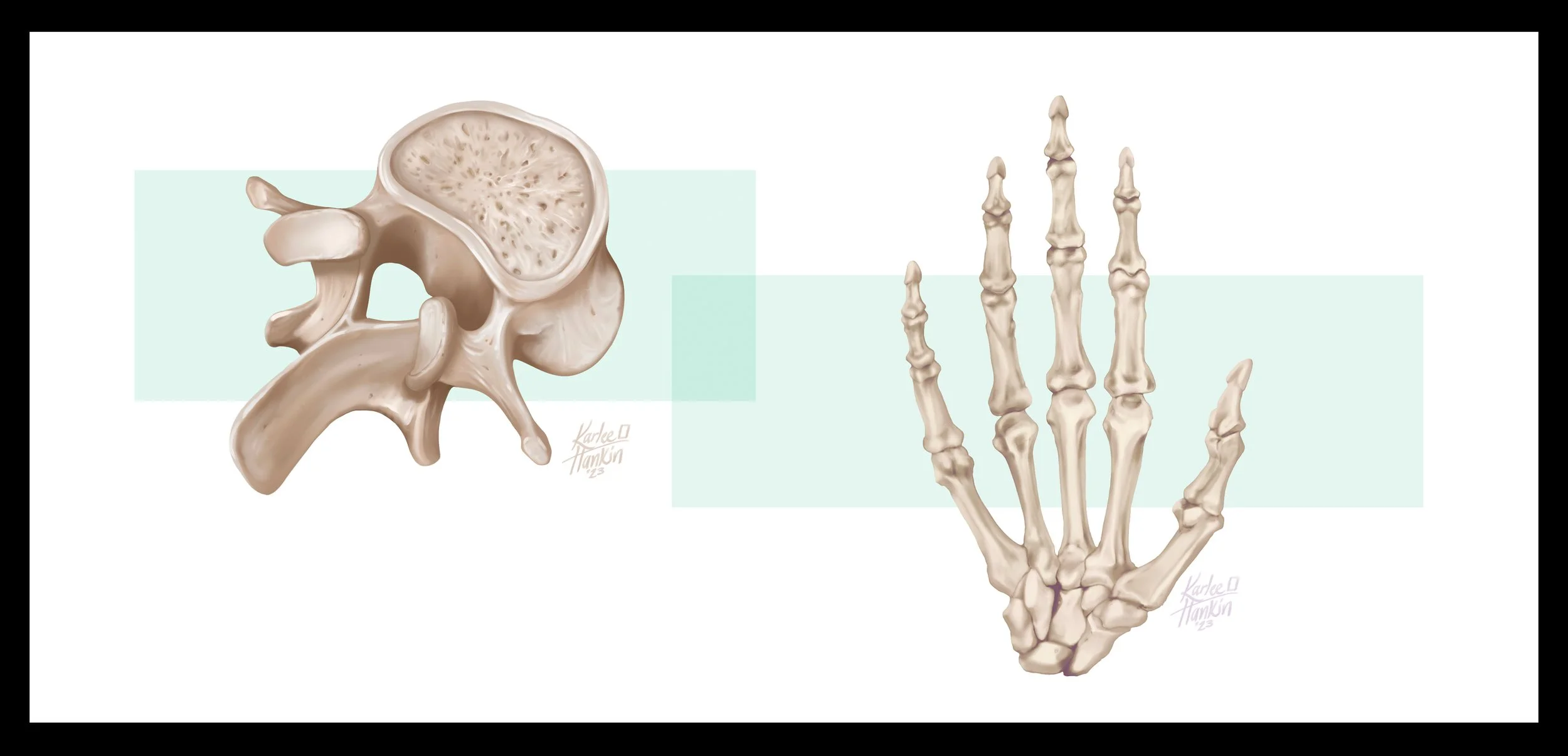 Illustration of a human vertebra from the spine on the left and a human hand skeleton on the right, both set against a light background.